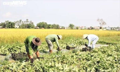 Watermelon on rice land in Phu Ninh. Photo: thinhvuongvietnam.vn