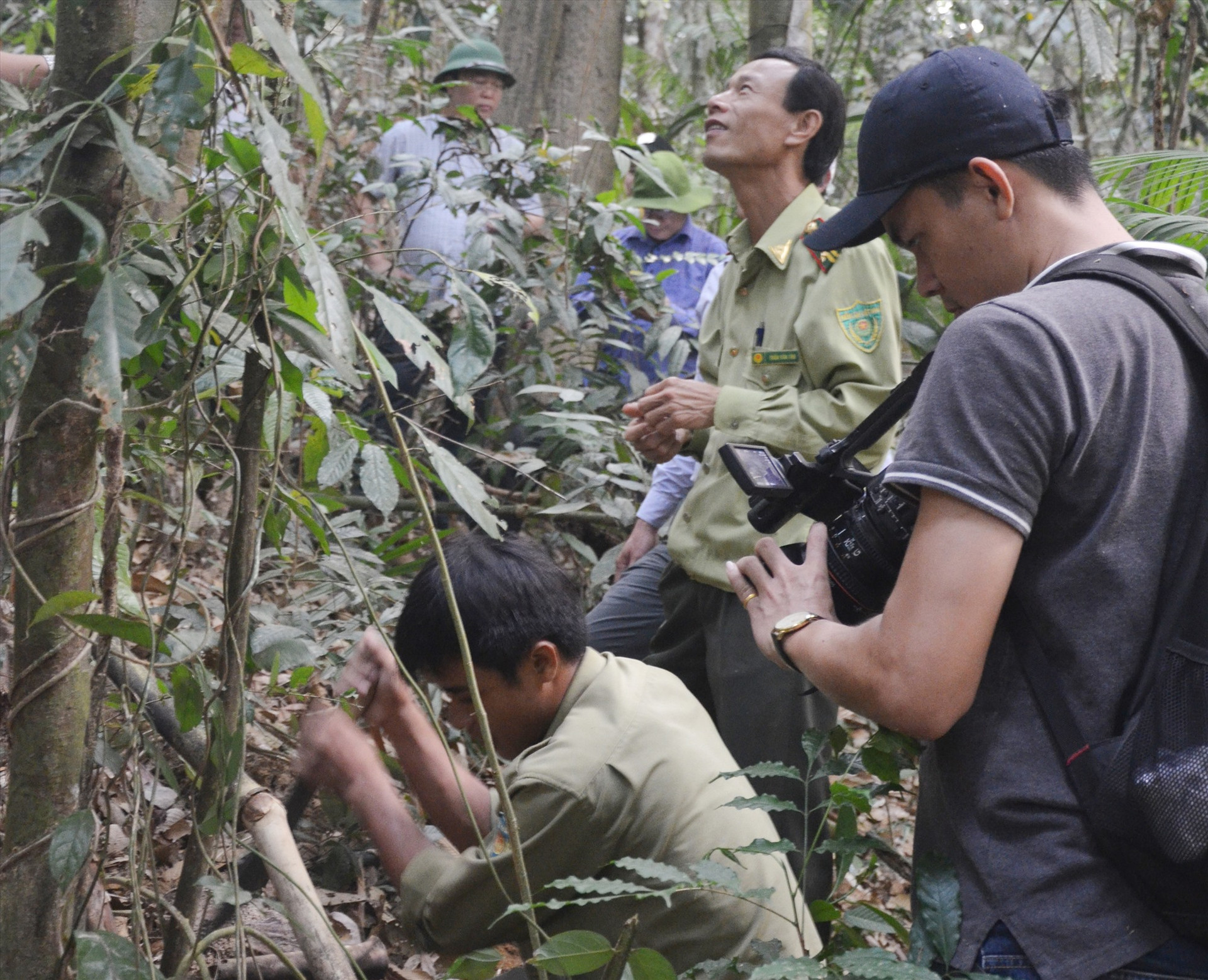 Quần thể sâm ba kích tím được bảo vệ nghiêm ngặt tại rừng phòng hộ Đắc Mi thuộc xã Phước Chánh (Phước Sơn). Ảnh: H.P