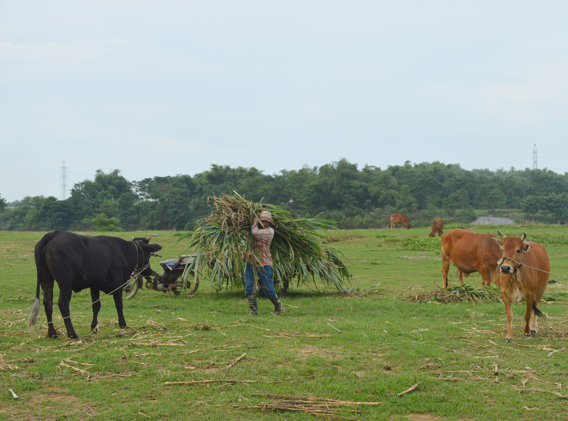 Mô hình trồng bắp nuôi bò vừa giúp nâng cao giá trị cây bắp vừa mang lại hiệu quả kinh tế cao. Ảnh: K.L