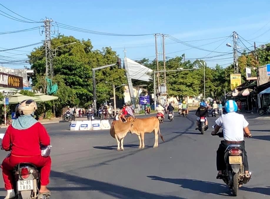 Bò thả rông tại ngã tư đường Phan Châu Trinh - Thanh Hóa (Tam Kỳ). Ảnh: S.C