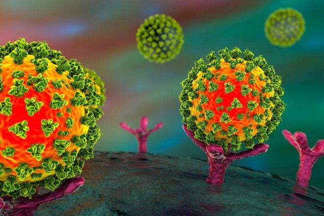 Virus SARS-CoV-2 (màu xanh lá cây và da cam) sẽ gắn vào thụ thể ACE2 (màu hồng) và nhân đôi, gây bệnh cho cơ thể. Ảnh: Shutter Stock.