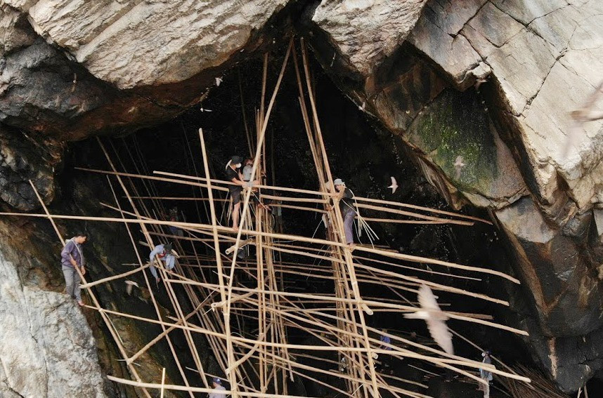 Harvesting swallow’s nests