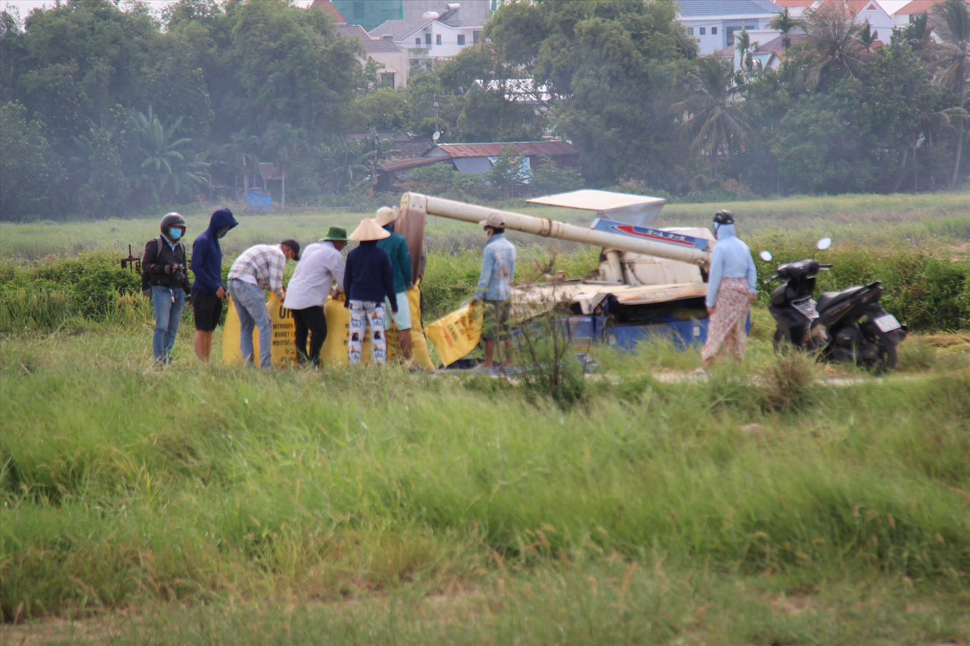 Người dân thu hoạch lúa trước khi bão số 5 đổ bộ vào miền Trung. Ảnh: THANH THẮNG