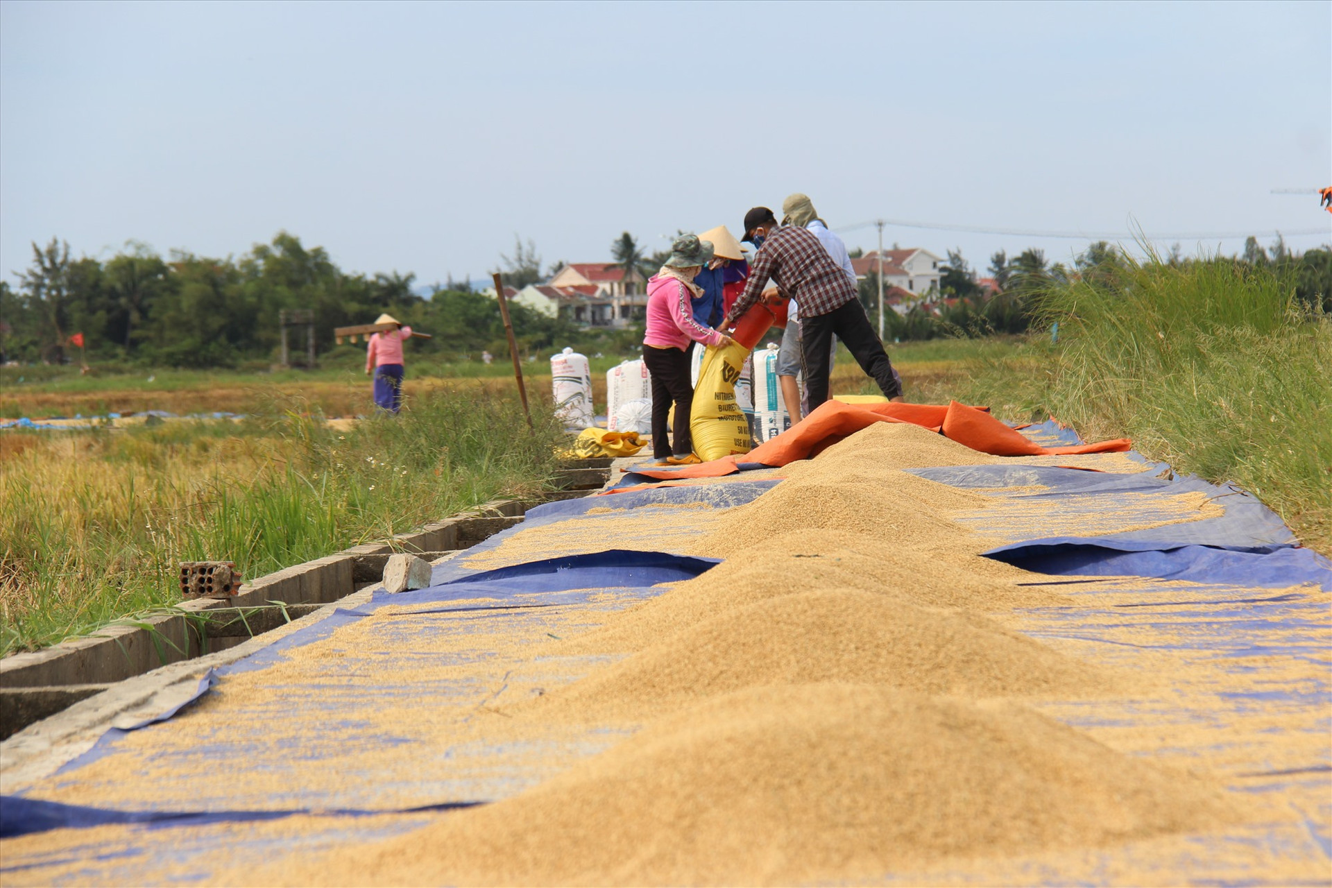 Tranh thủ thời tiết nắng trước bão, người dân phường Cẩm Châu, thành phố Hội An phơi lúa cho khô. Ảnh: THANH THẮNG