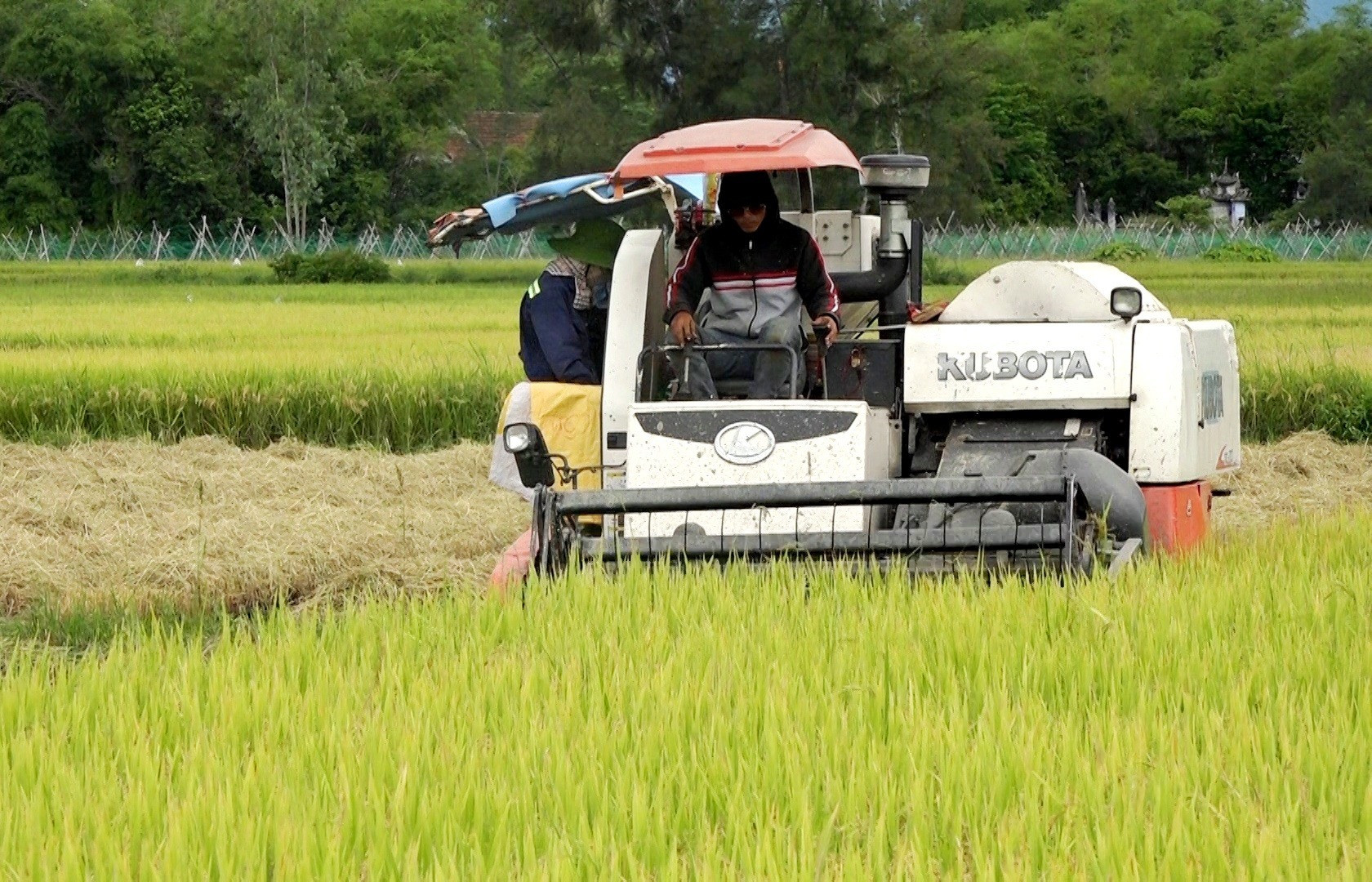 Nông hộ thu hoạch lúa “chạy bão” trên địa bàn huyện Thăng Bình. Ảnh: M.Tân