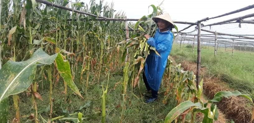 Sáng nay 17.9, nông dân xã Duy Phước (Duy Xuyên) khẩn trương thu hoạch những ruộng bắp.  Ảnh: T.S