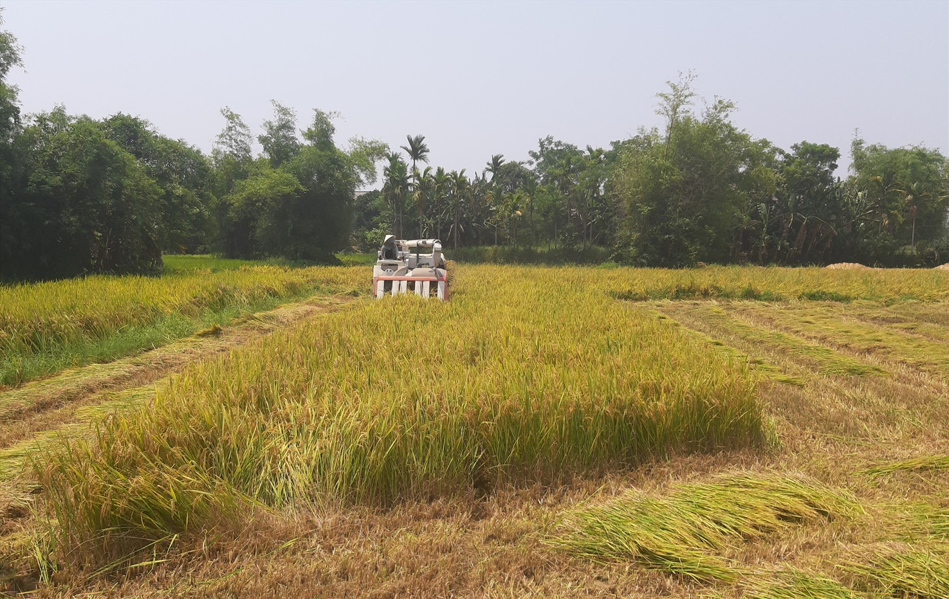 Nông dân các địa phương thuộc khu vực đồng bằng khẩn trương thu hoạch những ruộng lúa đã chín ở vùng trũng thấp nhằm hạn chế thiệt hại do mưa bão gây ra.  Ảnh: T.S