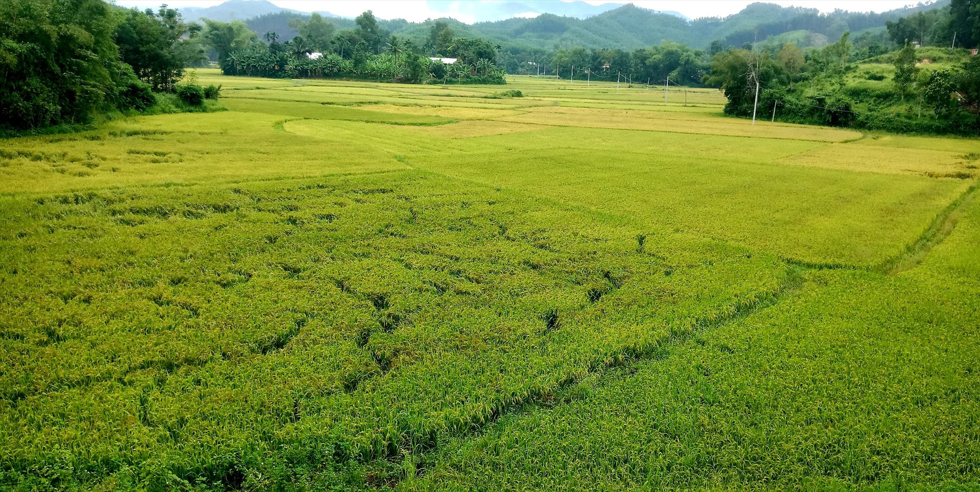 Nhiều diện tích lúa ở xã Quế Trung (Nông Sơn) còn xanh nên chưa thể thu hoạch. Ảnh: V.L