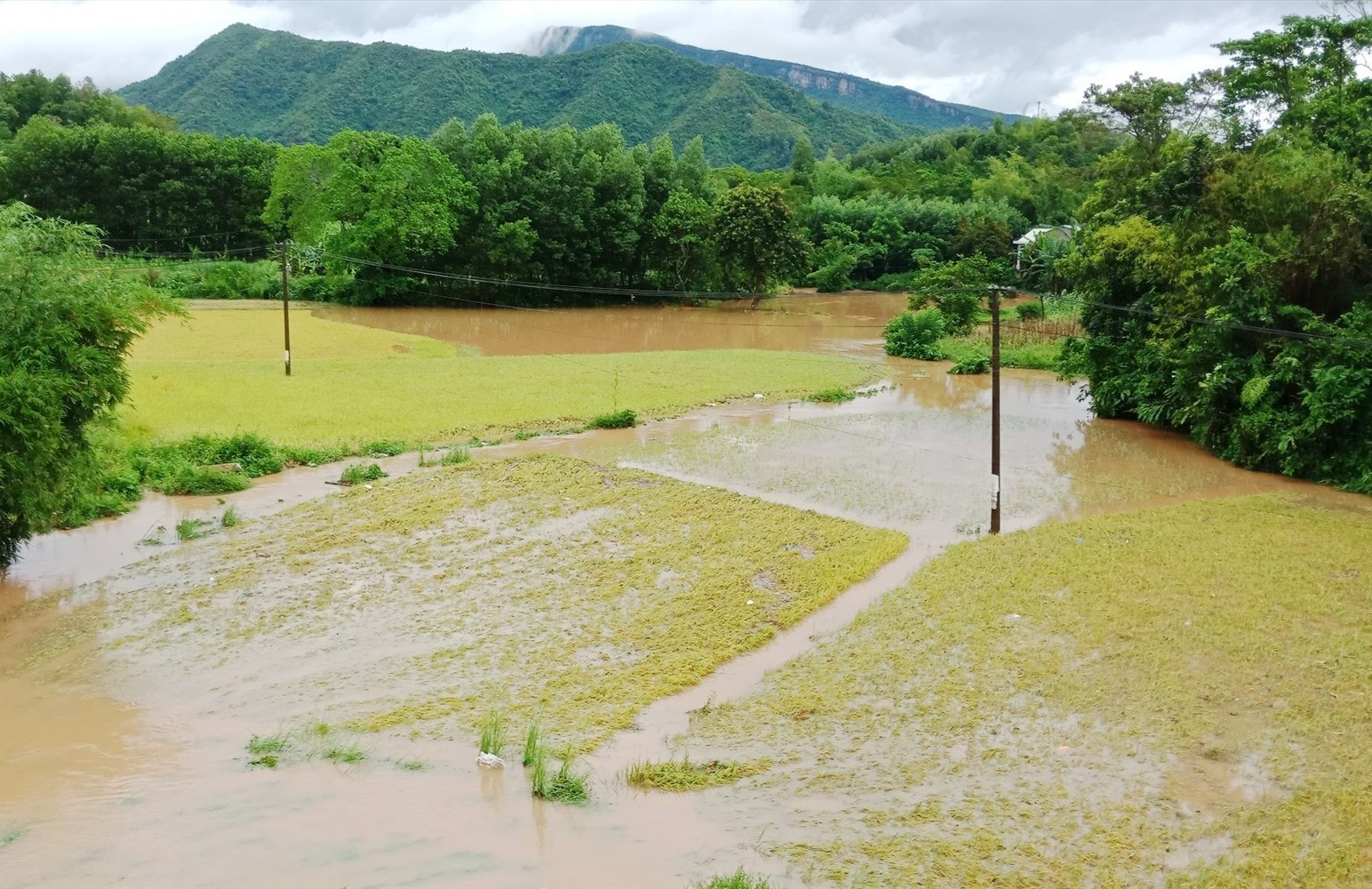 Khoảng 23 ha diện tích lúa Hè thu năm 2020 ở Nông Sơn ngập trong nước do mưa lớn. Ảnh M.THÔNG