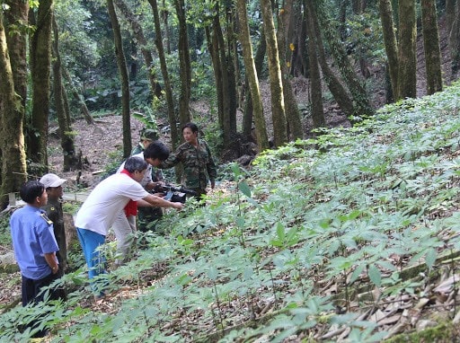 A Ngoc Linh ginseng garden in Quang Nam province