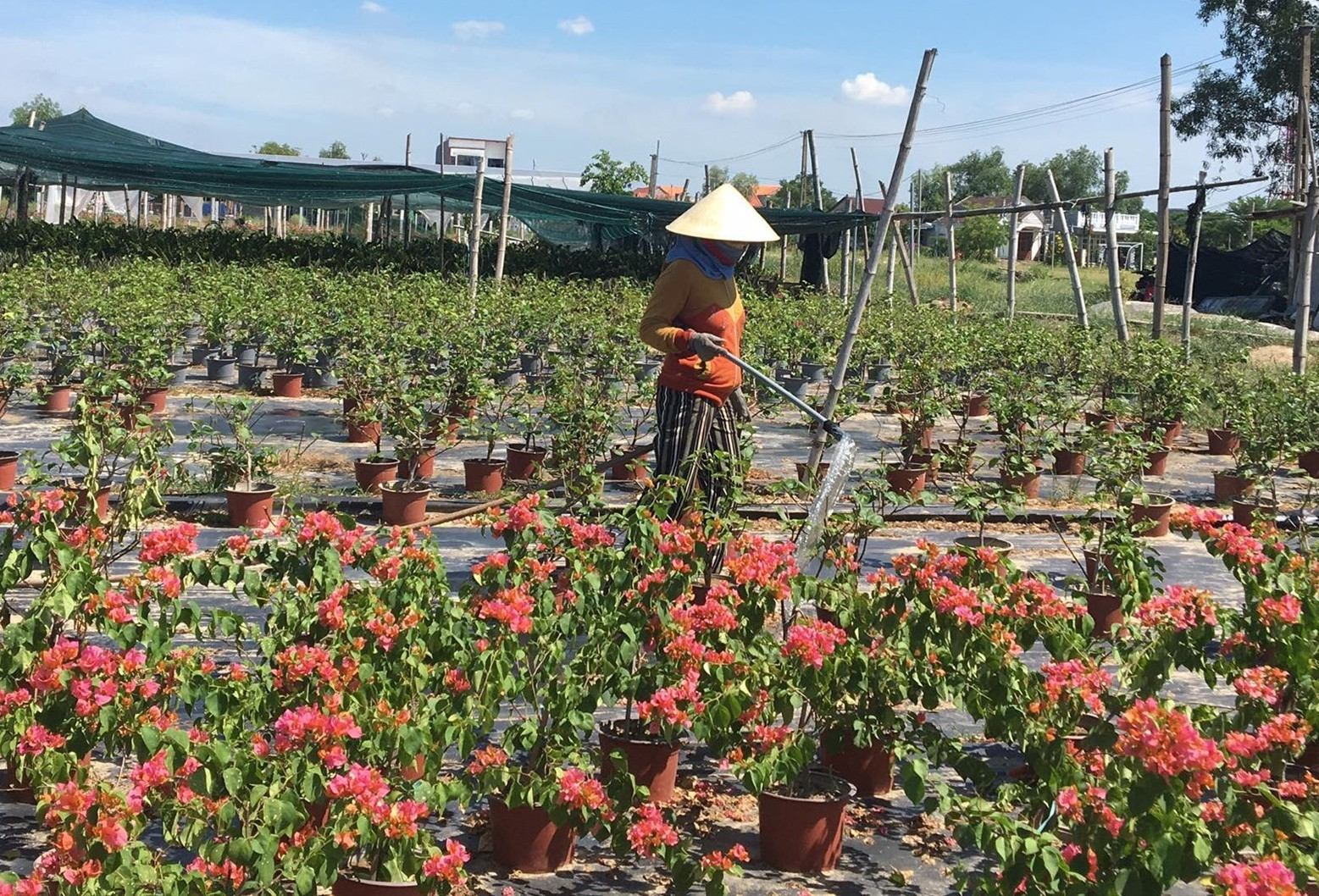 Vườn hoa kiểng Na Sơn vẫn duy trì tưới nước, bón phân cho hoa giấy đã quá ngày xuất bán. Ảnh: Ly Trang