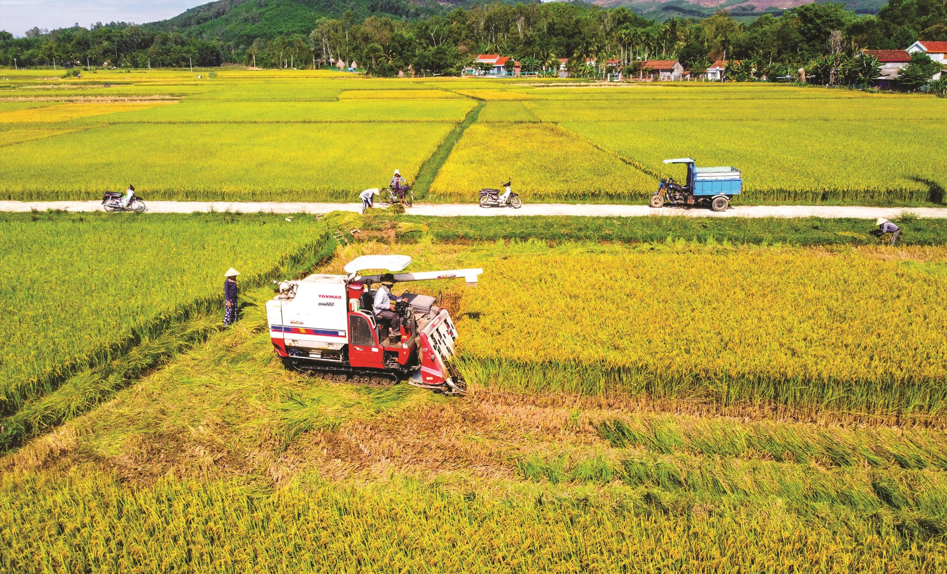 Ngoài việc tăng năng suất, ngành nông nghiệp Quảng Nam cần tính toán việc nâng cao chất lượng sản phẩm. TRONG ẢNH: Nông dân Phú Ninh thu hoạch lúa. Ảnh: PHƯƠNG THẢO
