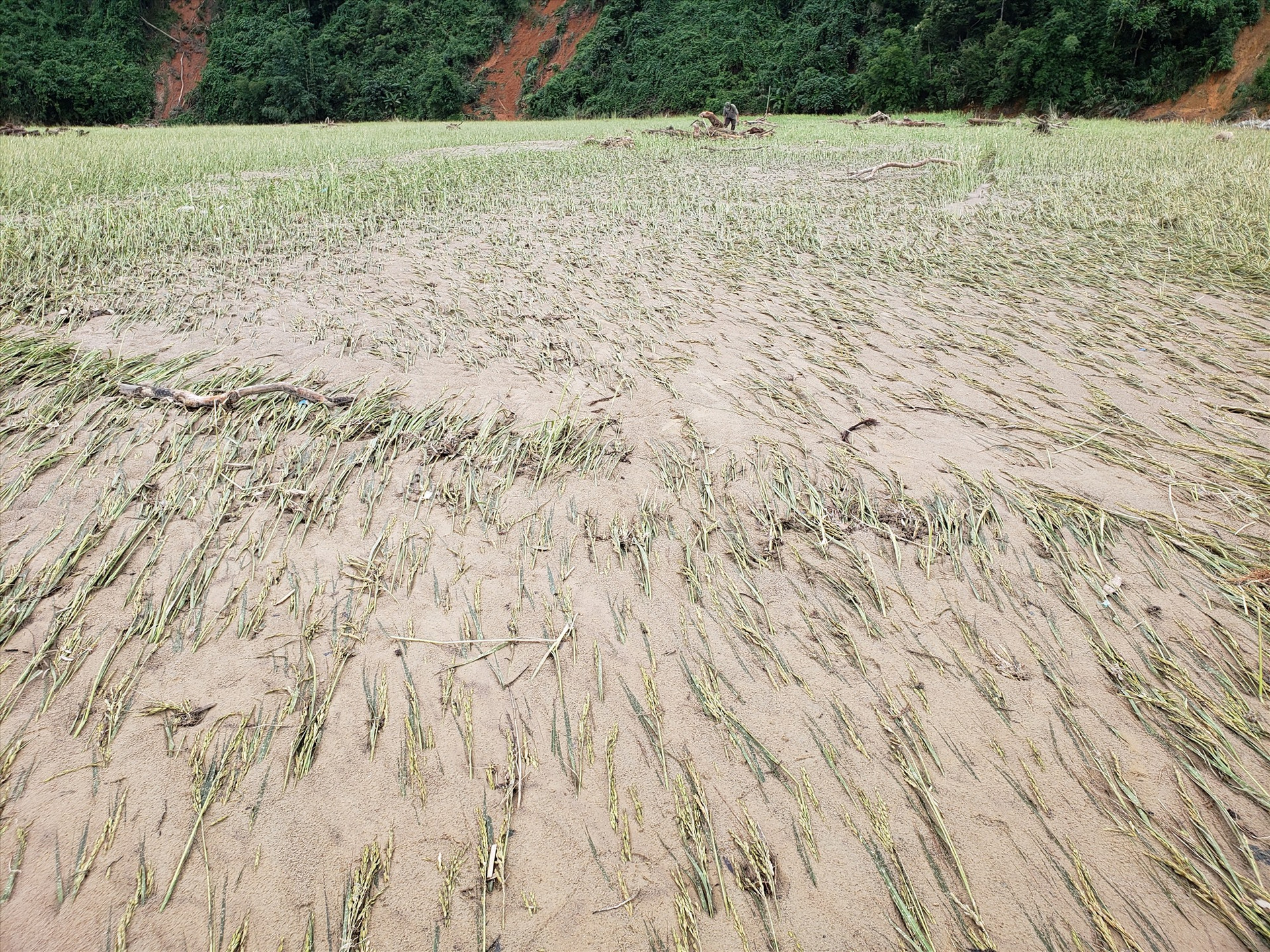 Đất, cát bồi lấp ruộng lúa, trong vụ đông xuân tới người dân chưa thể cải tạo lại cánh đồng. Ảnh: THANH THẮNG