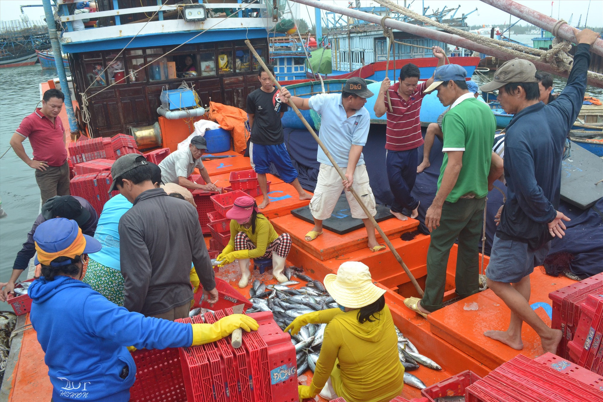 Quảng Nam cần áp dụng đồng bộ các giải pháp để phát triển nghề cá bền vững. Ảnh: V.N