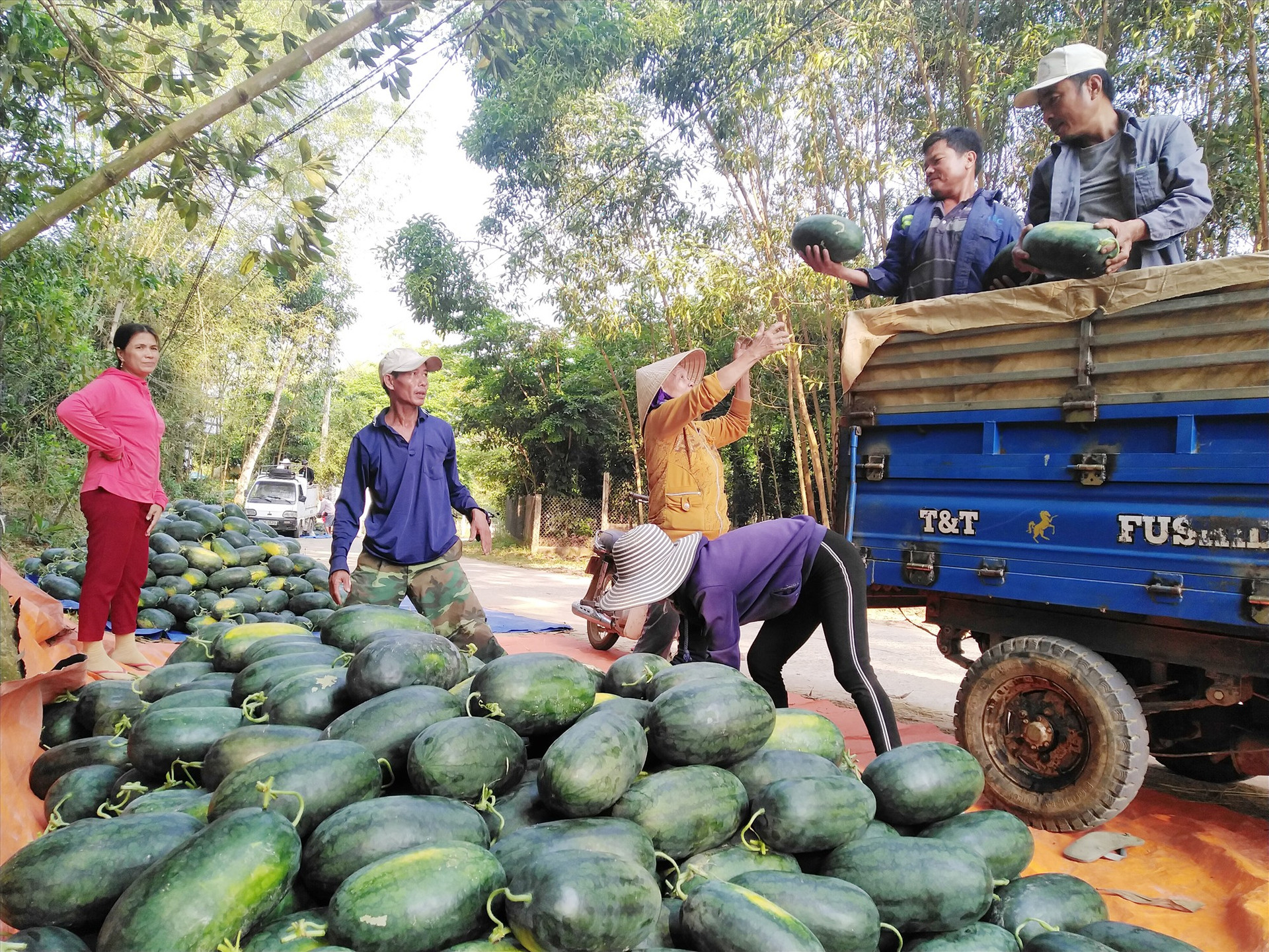 Bình quân hằng năm, người trồng dưa hấu ở Phú Ninh thu về gần 100 tỷ đồng. Ảnh: N.S