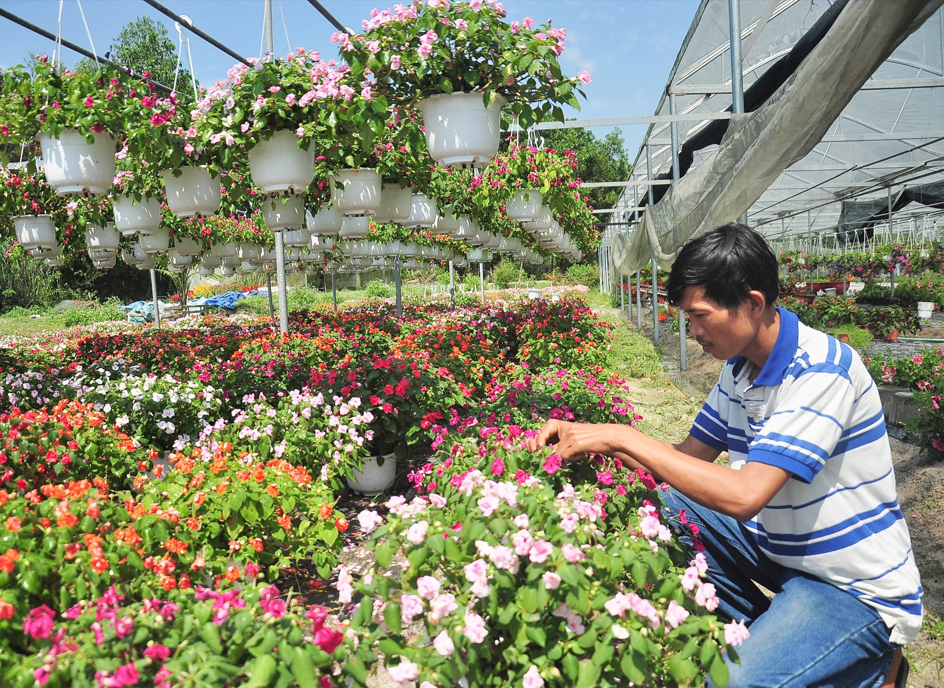 Nhiều mô hình trồng hoa, cây cảnh ở Phú Ninh mang lại nguồn thu nhập cao cho nông dân. Ảnh: N.S