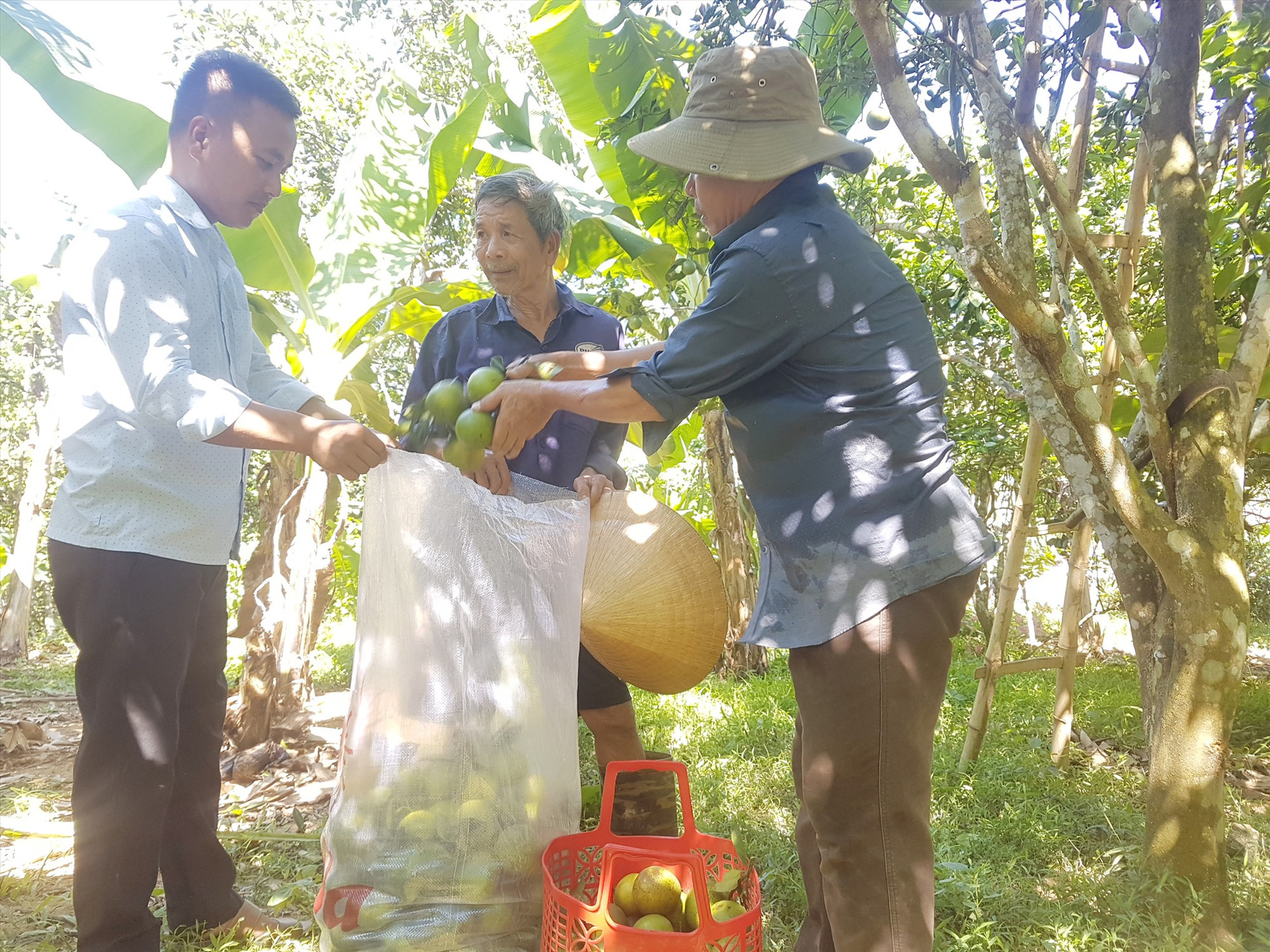 Xã Tiên Hà hỗ trợ nông dân và hợp tác xã xây dựng thương hiệu cam giấy bản địa. Ảnh: D.L