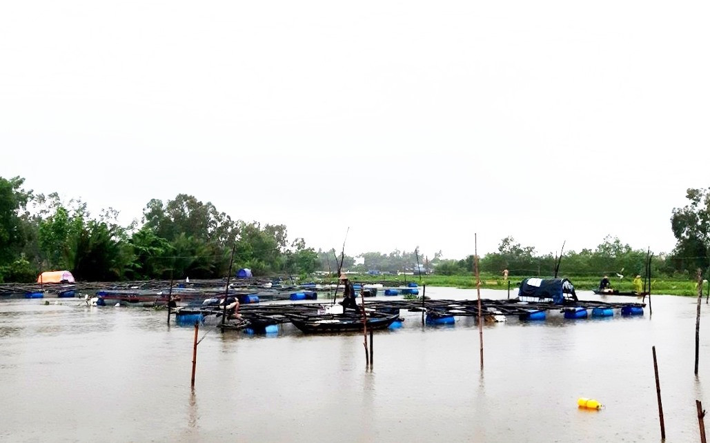 Các hộ nuôi cá trong lồng bè ở sông Tam Kỳ đoạn chảy qua thôn Tân Phú, xã Tam Phú neo cột các lồng bè nuôi cá để tránh bị cuốn trôi. Ảnh: VIỆT NGUYỄN