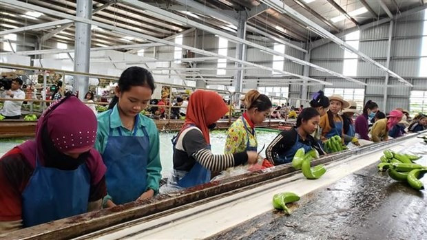 Workers at Thadi production line in Cambodia (Source: VNA)