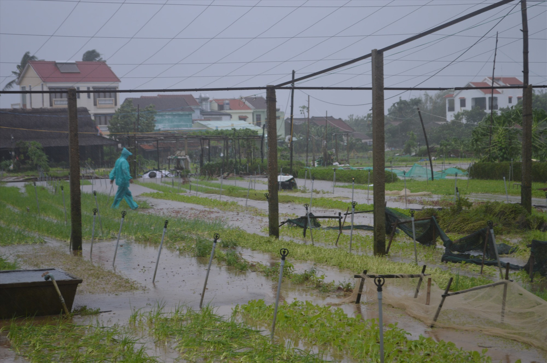 Làng rau Trà Quế bị hư hại hoàn toàn do mưa lũ