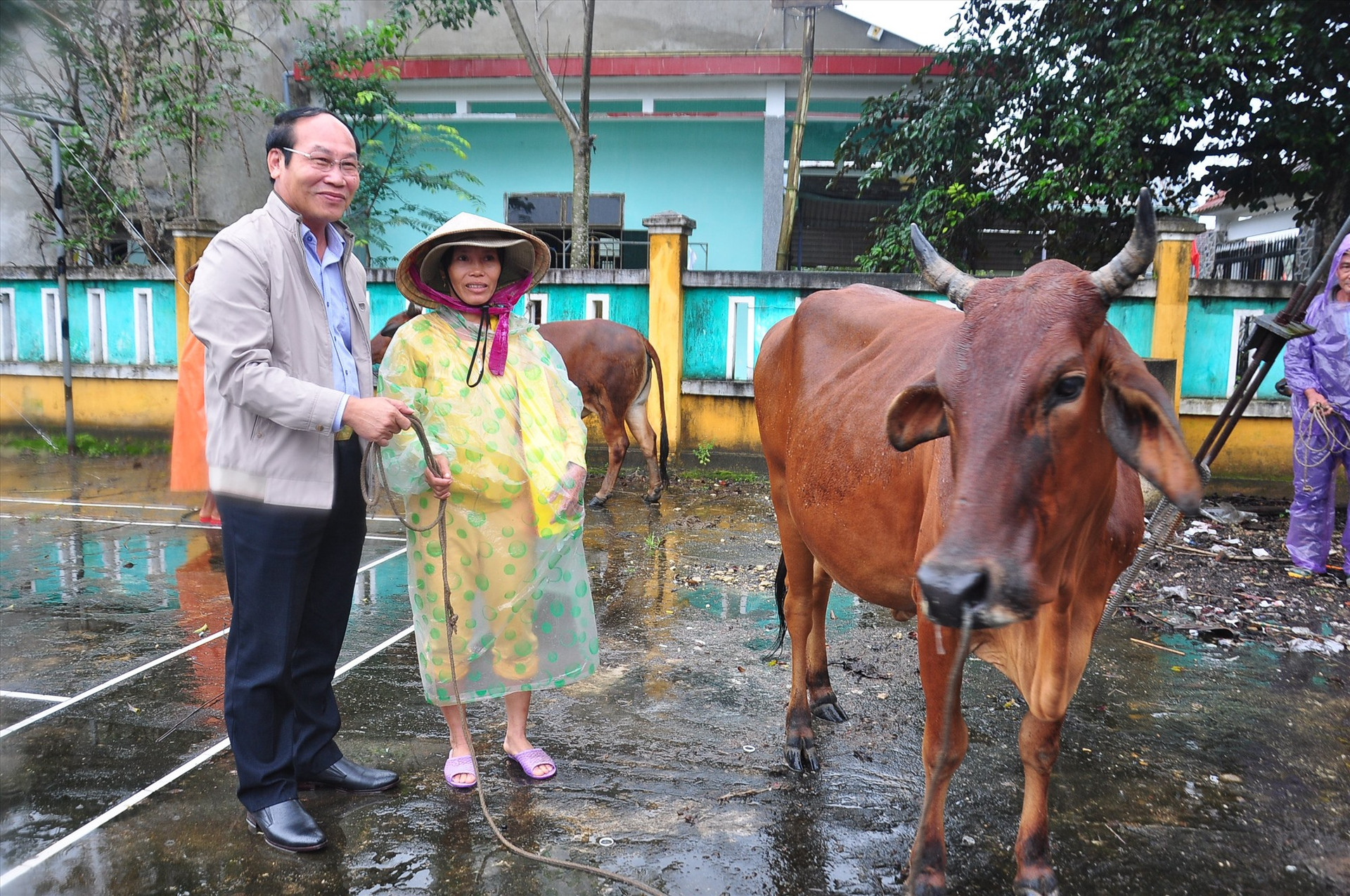 Chủ tịch Ủy ban MTTQ Việt Nam tỉnh Võ Xuân Ca tặng bò cho người nghèo.