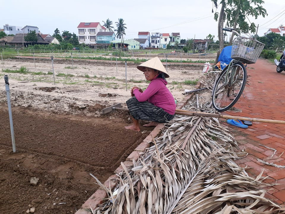 Người dân trồng rau thôn Trà Quế đang khẩn trương cải tạo đất để làm lại vụ rau mới. Ảnh: N.Q