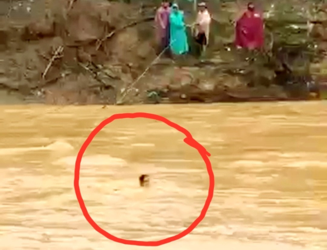 Một người dân trong lúc đu dây đã bị rơi xuống sông. Ảnh cắt từ clip