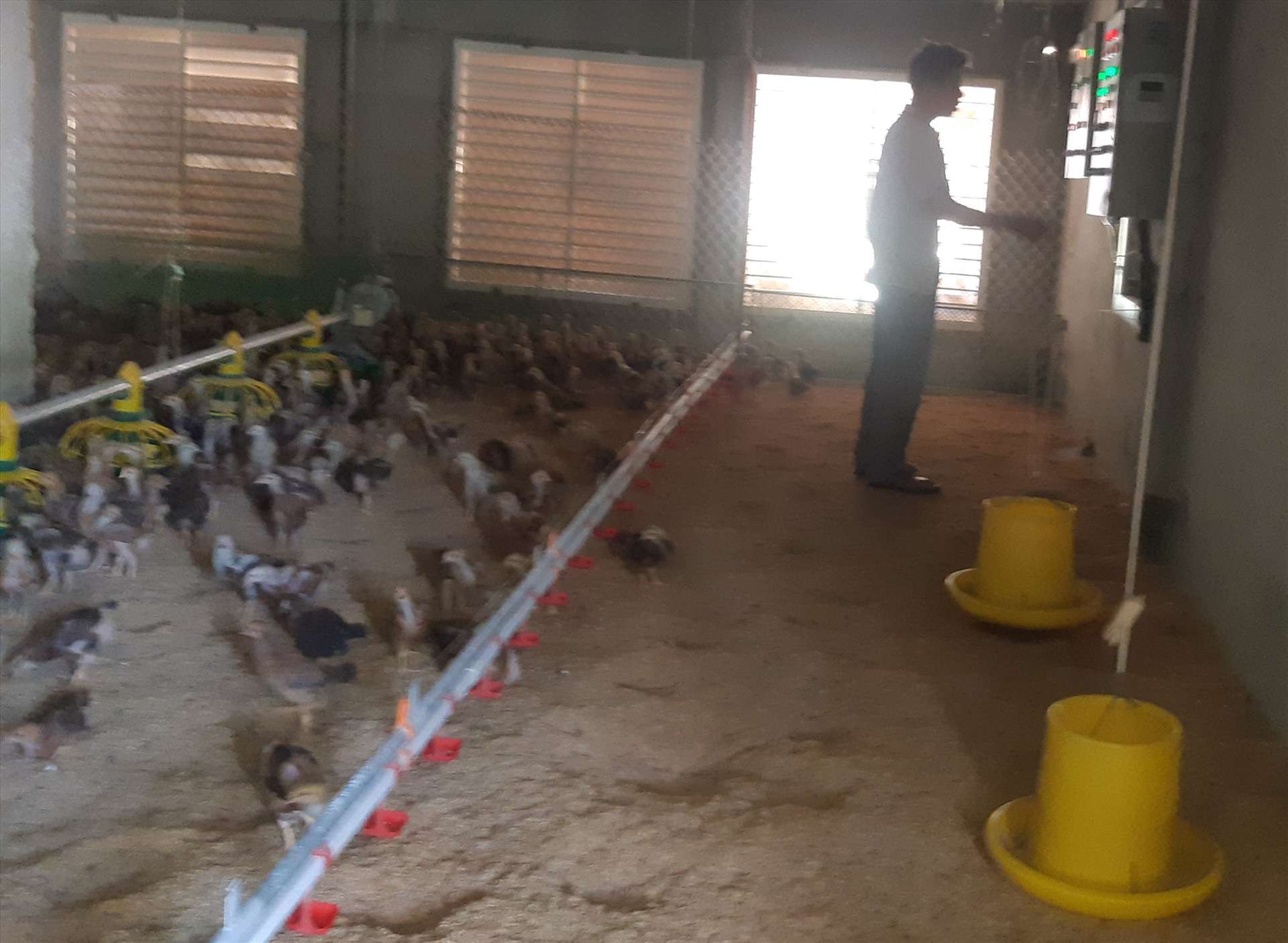 Mô hình chăn nuôi gà trong phòng lạnh với quy mô lớn trên đất Tam Xuân 1, Núi Thành. Ảnh: TRIÊU NHAN