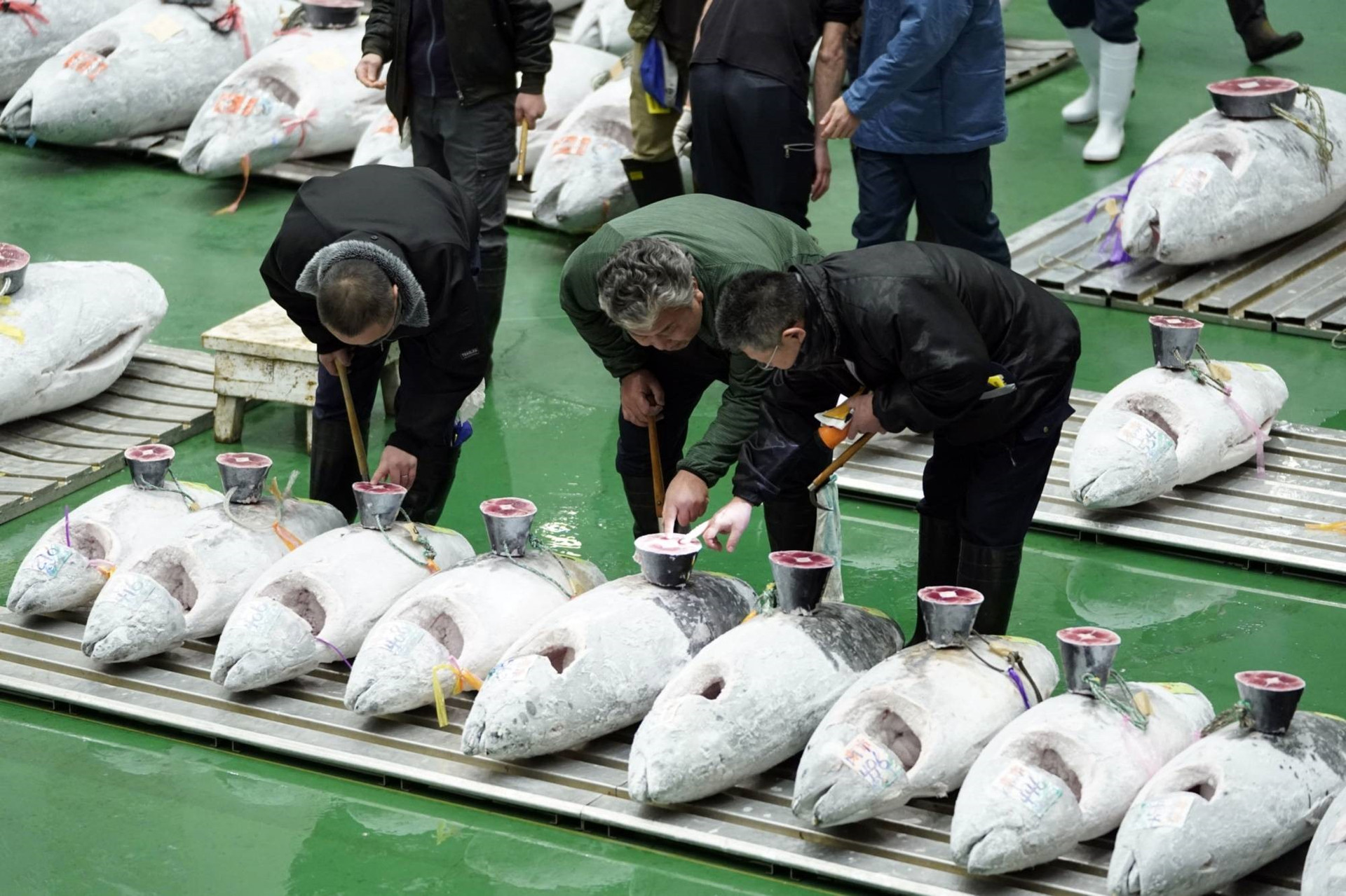 Những người đi thu mua cá ở một khu chợ hải sản Nhật Bản sử dụng công nghệ AI để kiểm định chất lượng hải sản. Ảnh: Bloomberg