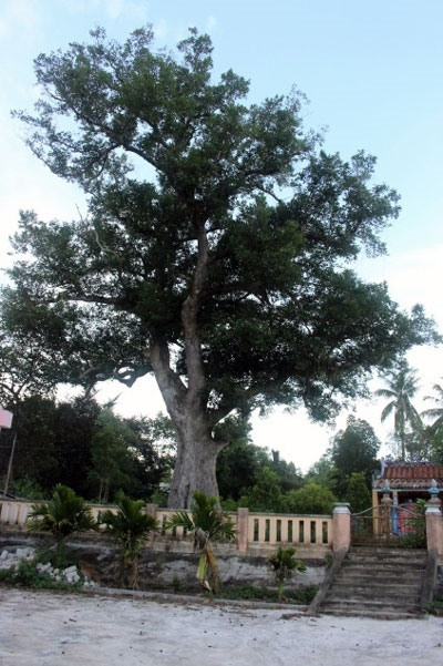 Một cây Kơ nia cổ thụ tại thôn Phú Hòa 1, xã Hòa Nhơn, huyện Hòa Vang (TP.Đà Nẵng). Nguồn: baodanang.vn
