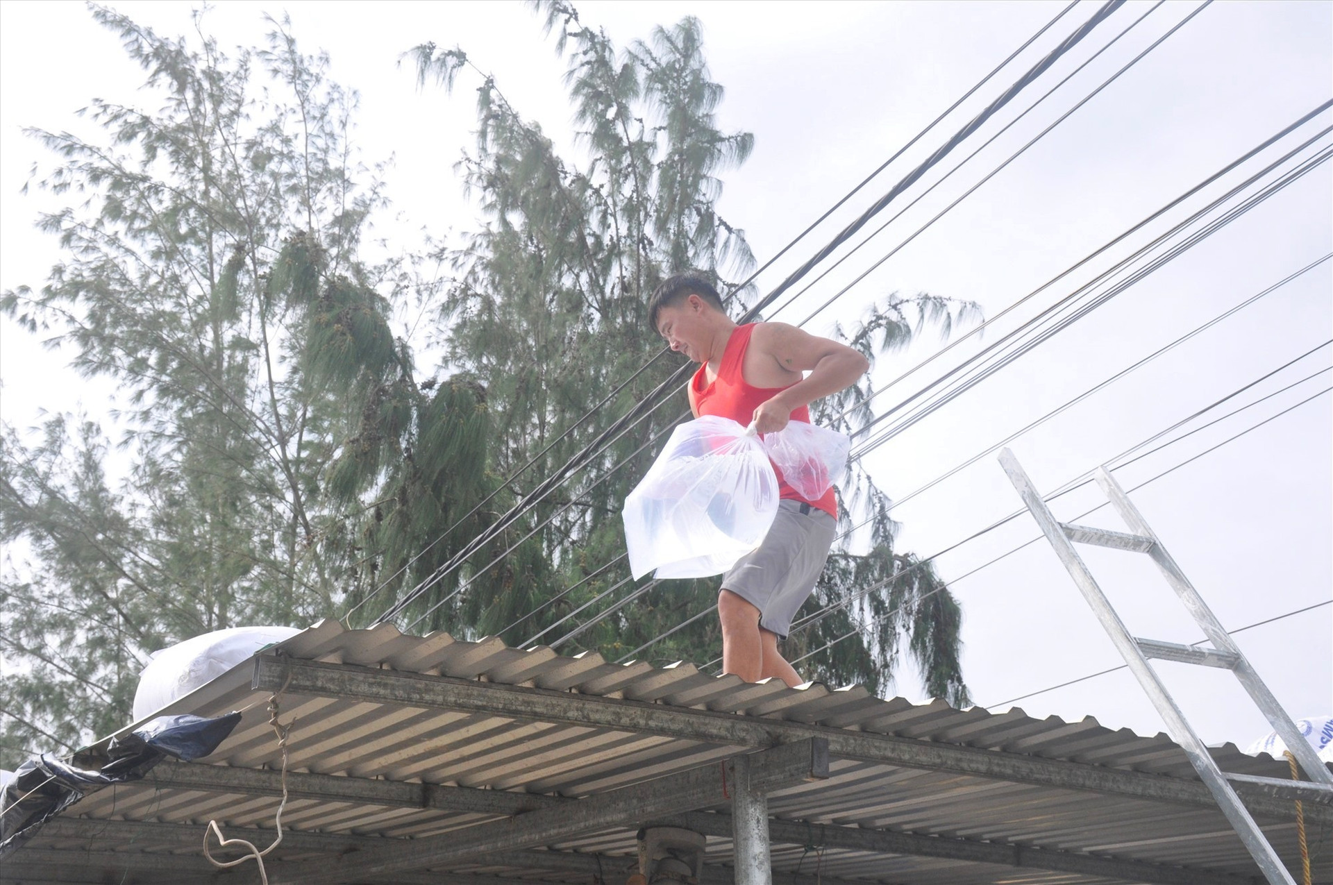 Người dân thôn Đồng Trì (xã Bình Hải, Thăng Bình) khẩn trương chèn chống nhà cửa ứng phó với bão số 9. Ảnh: N.Đ