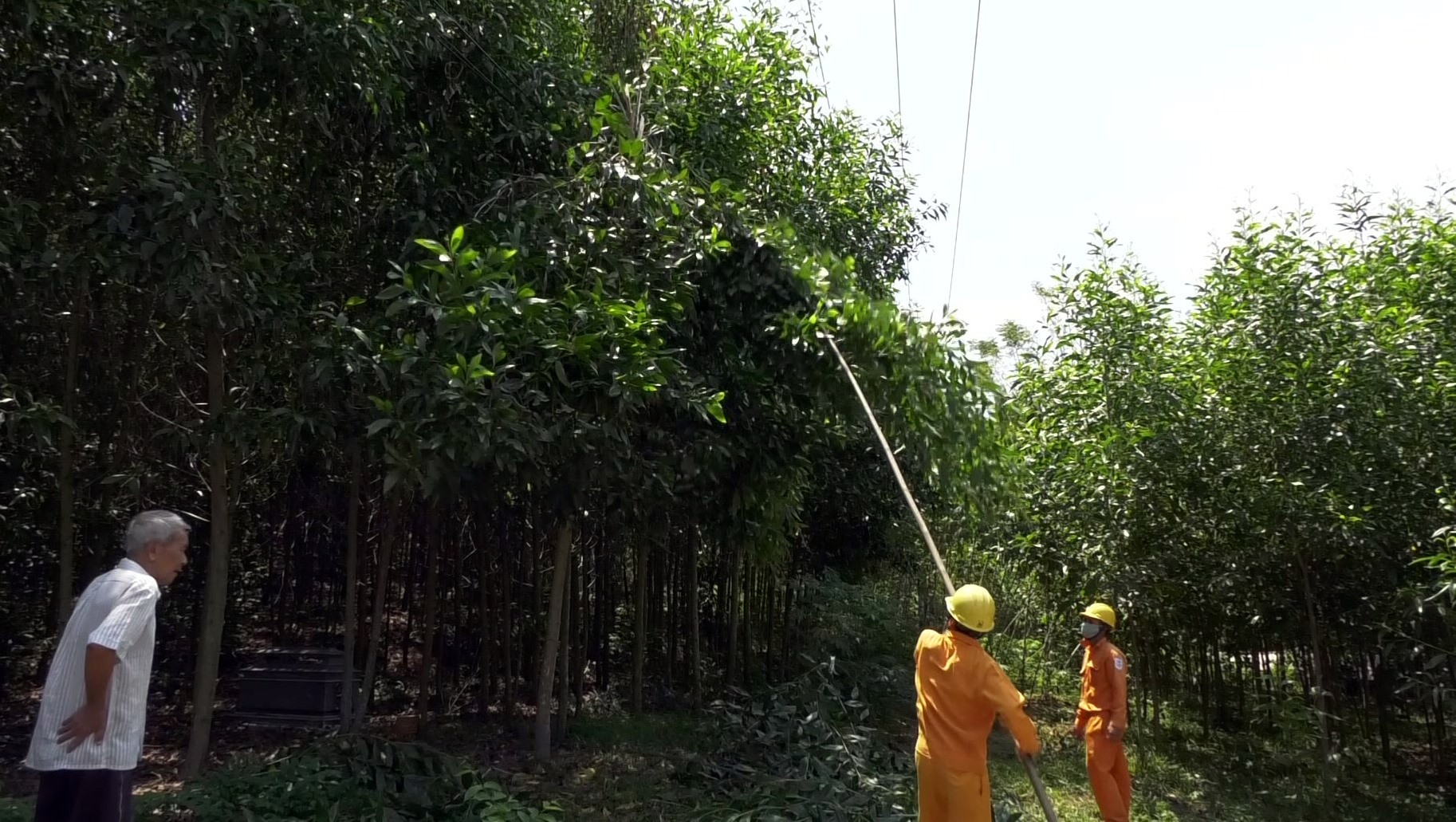Người dân đồng thuận hỗ trợ PC Quảng Nam phát tỉa cây trồng ngăn ngừa sự cố lưới điện khi mưa bão.