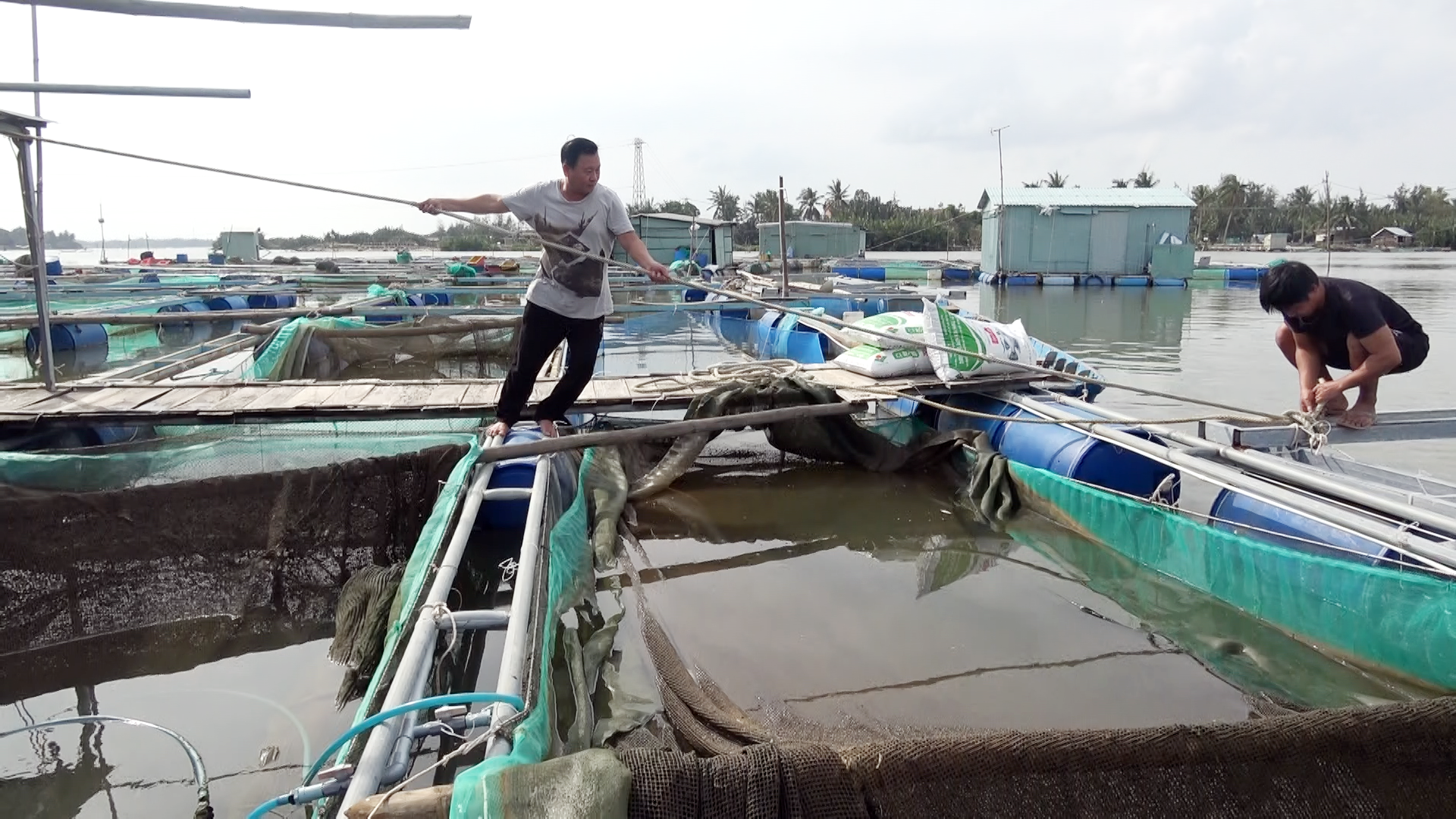 Các hộ nuôi cá lồng bè tại khối Phước Trạch (P. Cửa Đại-TP. Hội An) gia cố lồng bè trước cơn bão số 9. Ảnh: MỸ LỆ
