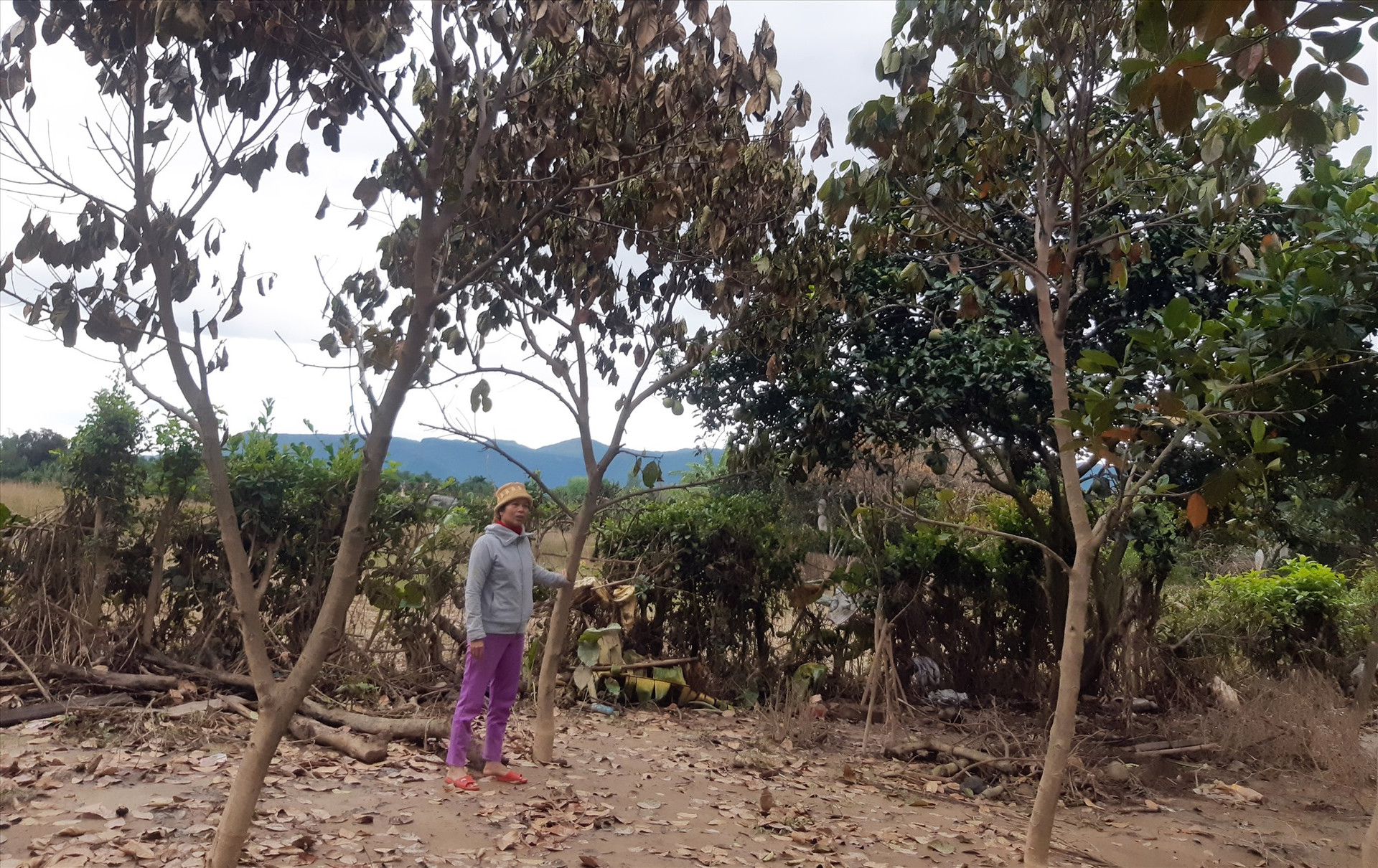 Vườn cây ăn quả của chị Trương Thị Nhơn (thôn Thái Chấn Sơn, Đại Hưng) bị thiệt hại nặng nề do lũ lụt. Ảnh: HOÀNG LIÊN