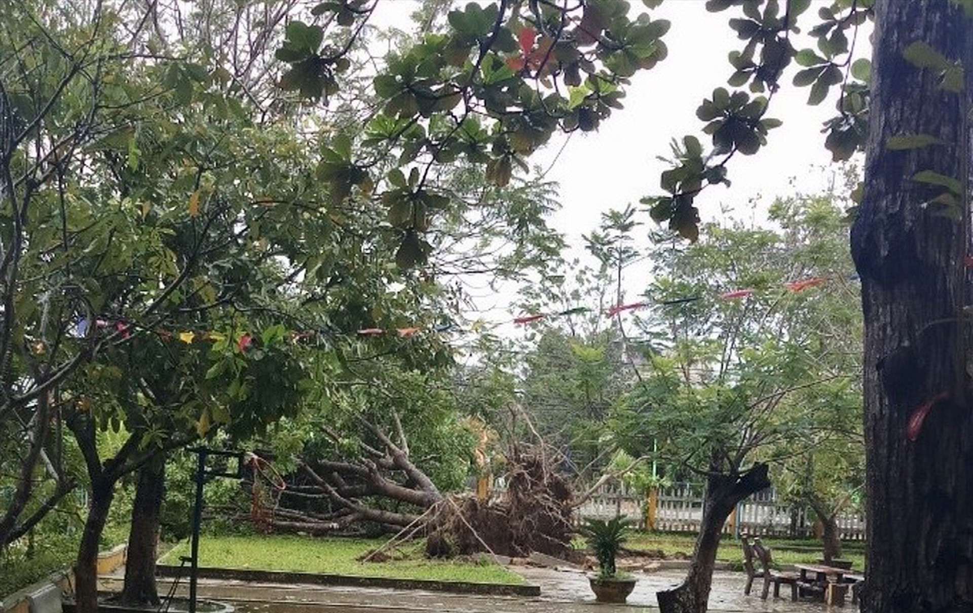 Một gốc cây lớn trong Trường Tiểu học Võ Thị Sáu bị bật gốc. Ảnh: CTV