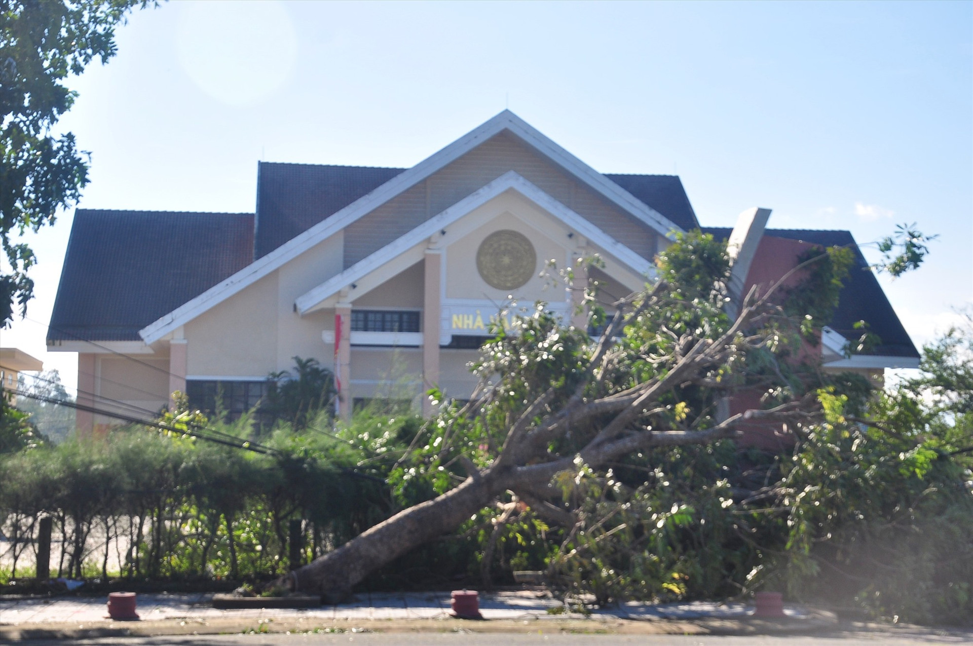 Một cây xanh ngã đổ trước Trung tâm Văn hóa huyện Phú Ninh. Ảnh: VINH ANH
