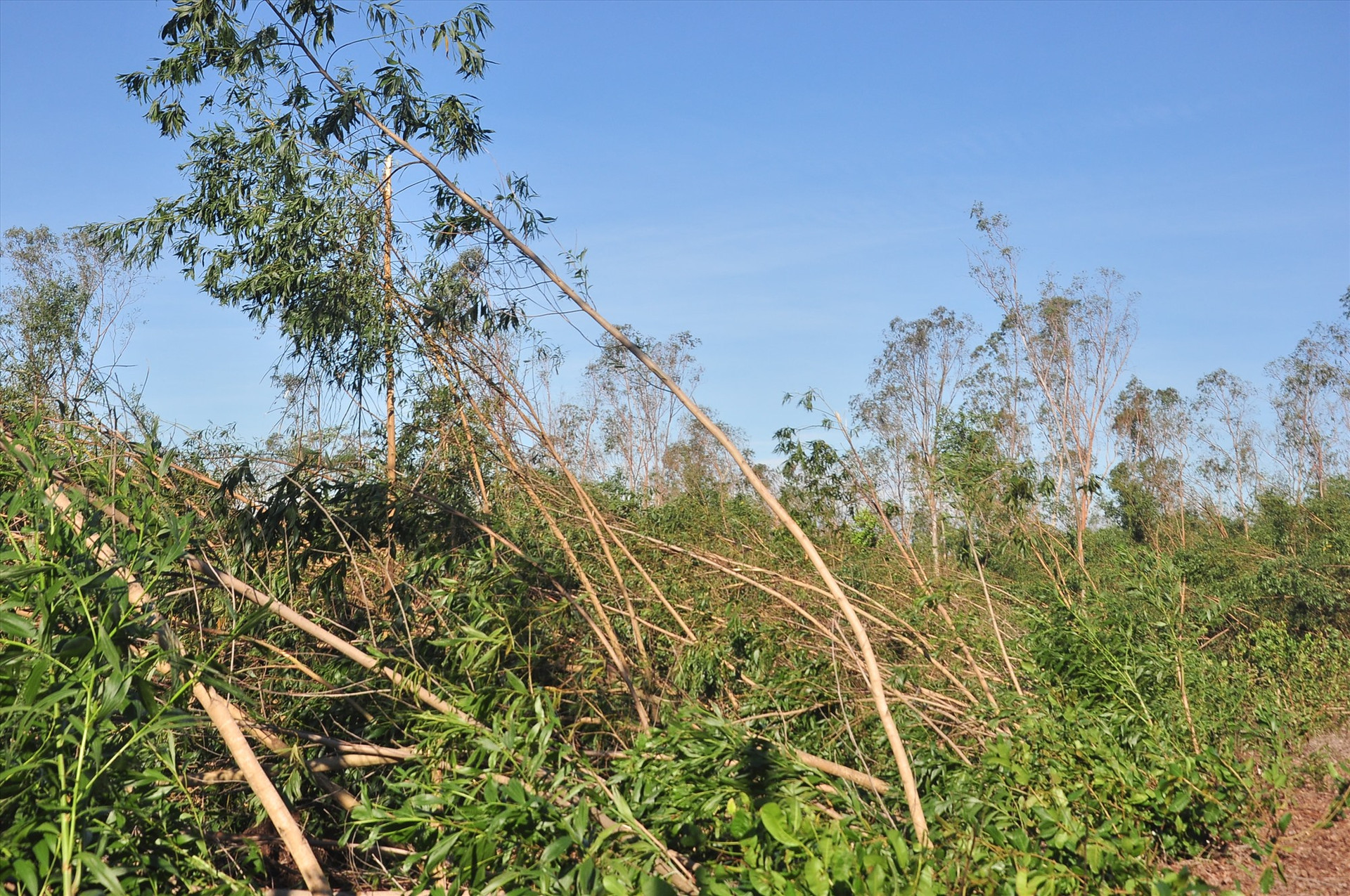 Nhiều diện tích keo nguyên liệu của người dân Phú Ninh bị ngã đổ. Ảnh: VINH ANH