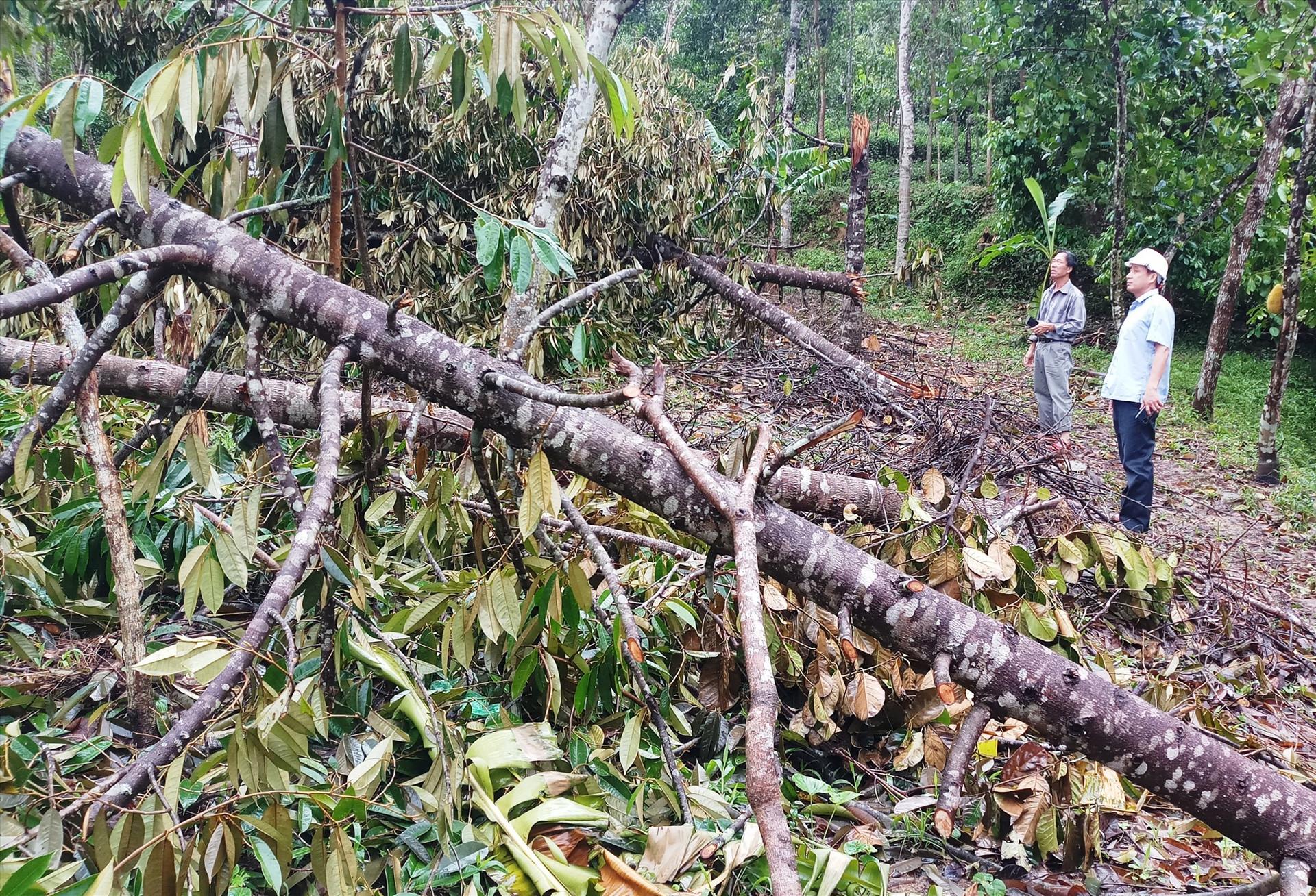 Nhiều vườn cây ăn quả, cây công nghiệp lâu năm ở Tiên Phước bị hư hại do bão. Ảnh: N.HƯNG