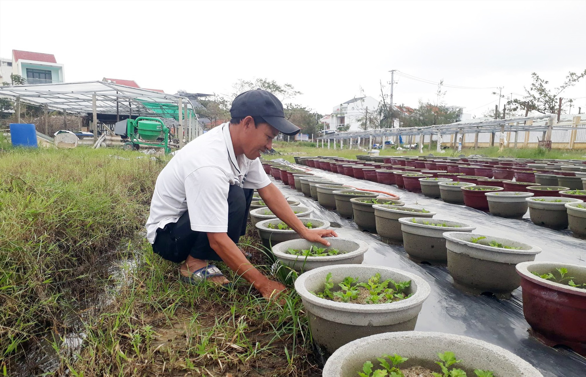 Ông Đinh Phú Châu (KP. Sơn Phô 1) đang làm cỏ cho vườn hoa cúc của mình với hi vọng có ít hoa bán phục vụ tết sau 2 lần trồng thất bại do mưa bão.