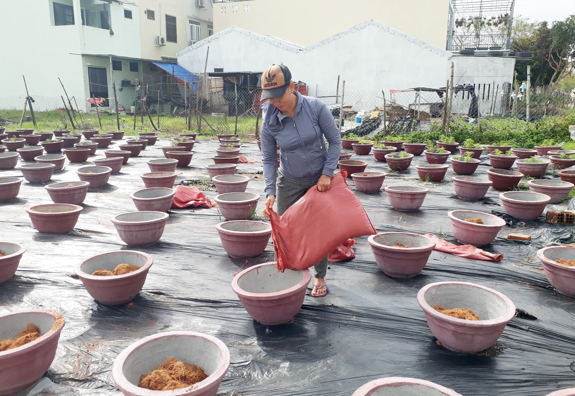 Bà Lê Thị Bé (KP. Sơn Phô 2) đang tranh thủ cho xơ dừa vào chậu để trồng hoa vạn thọ vụ mới kịp phục vụ tết.