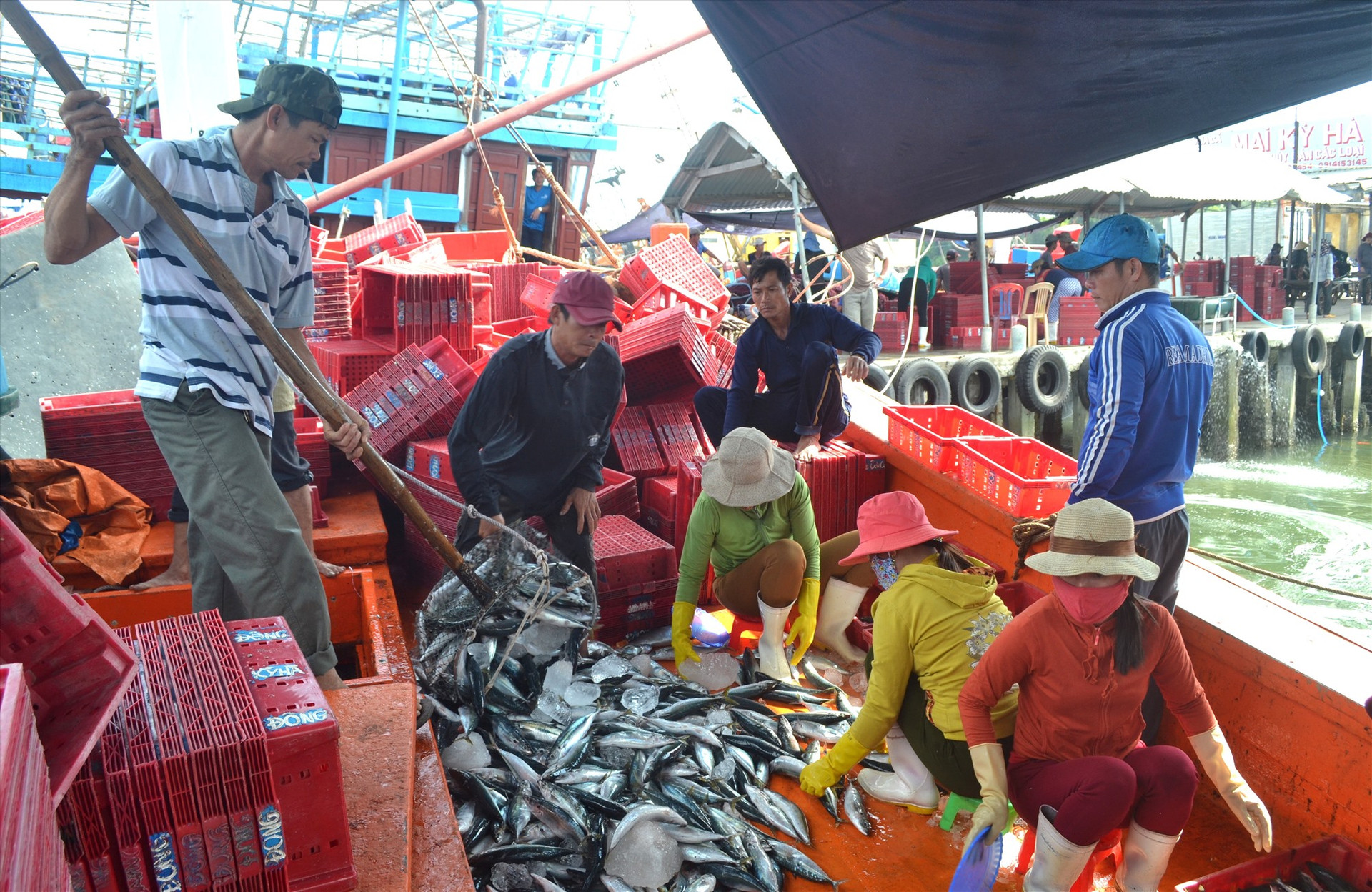 Ứng dụng công nghệ mới để bảo quản hải sản giúp ngư dân tăng giá trị kinh tế thu được ở mỗi chuyến biển. Ảnh: VIỆT NGUYỄN