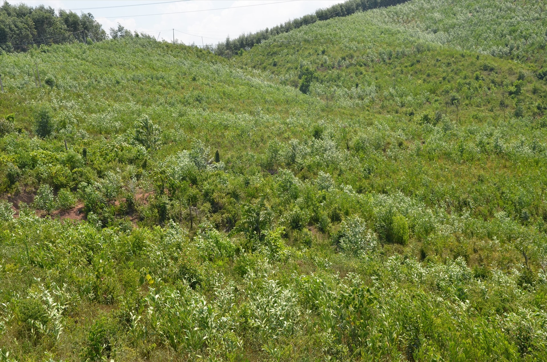 Planted forest in Quang Nam