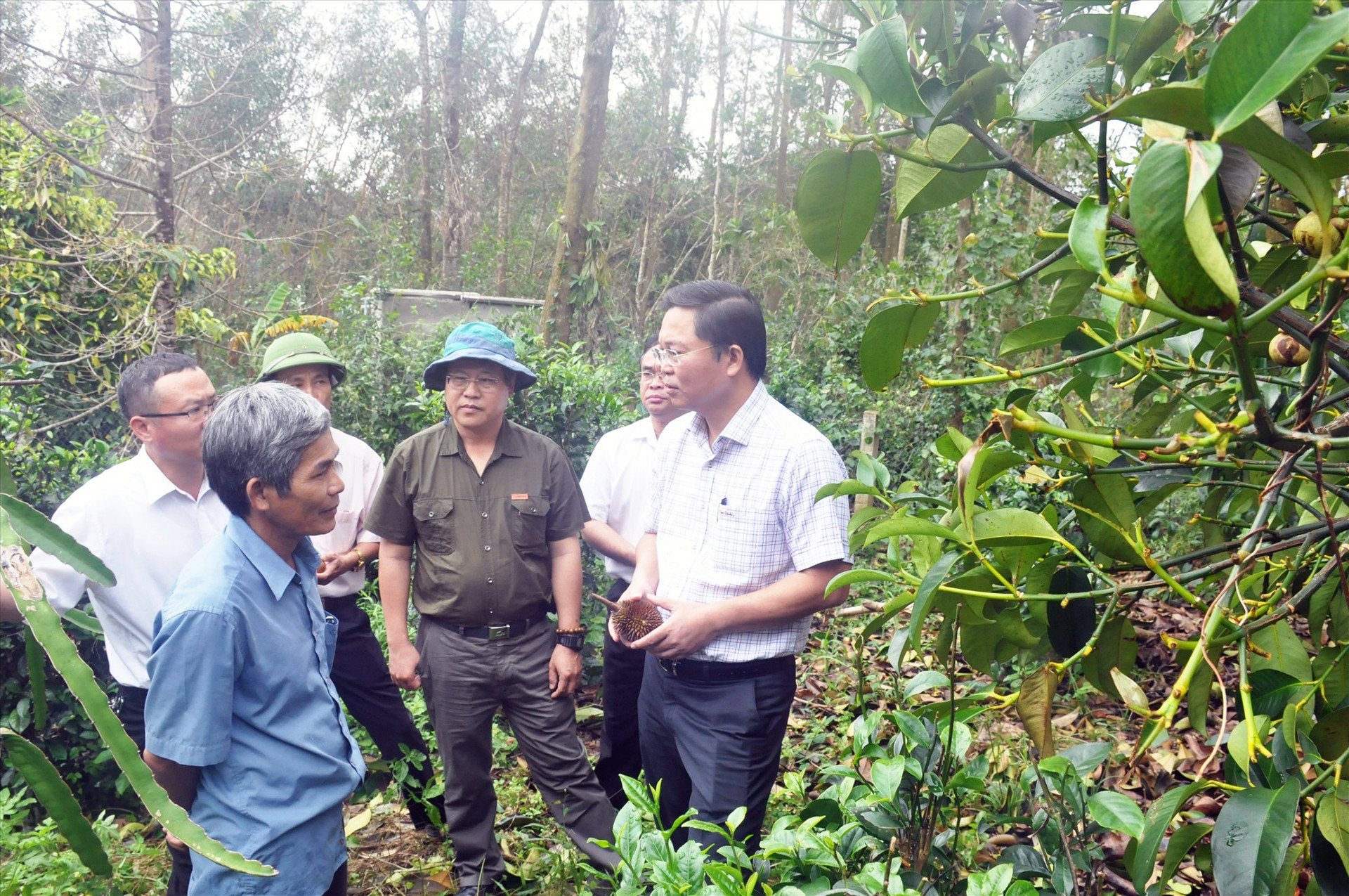 Chủ tịch UBND tỉnh Lê Trí Thanh đến khảo sát tình hình thiệt hại cây ăn trái của gia đình ông Thái Nguyên Khoa. Ảnh: N.Đ