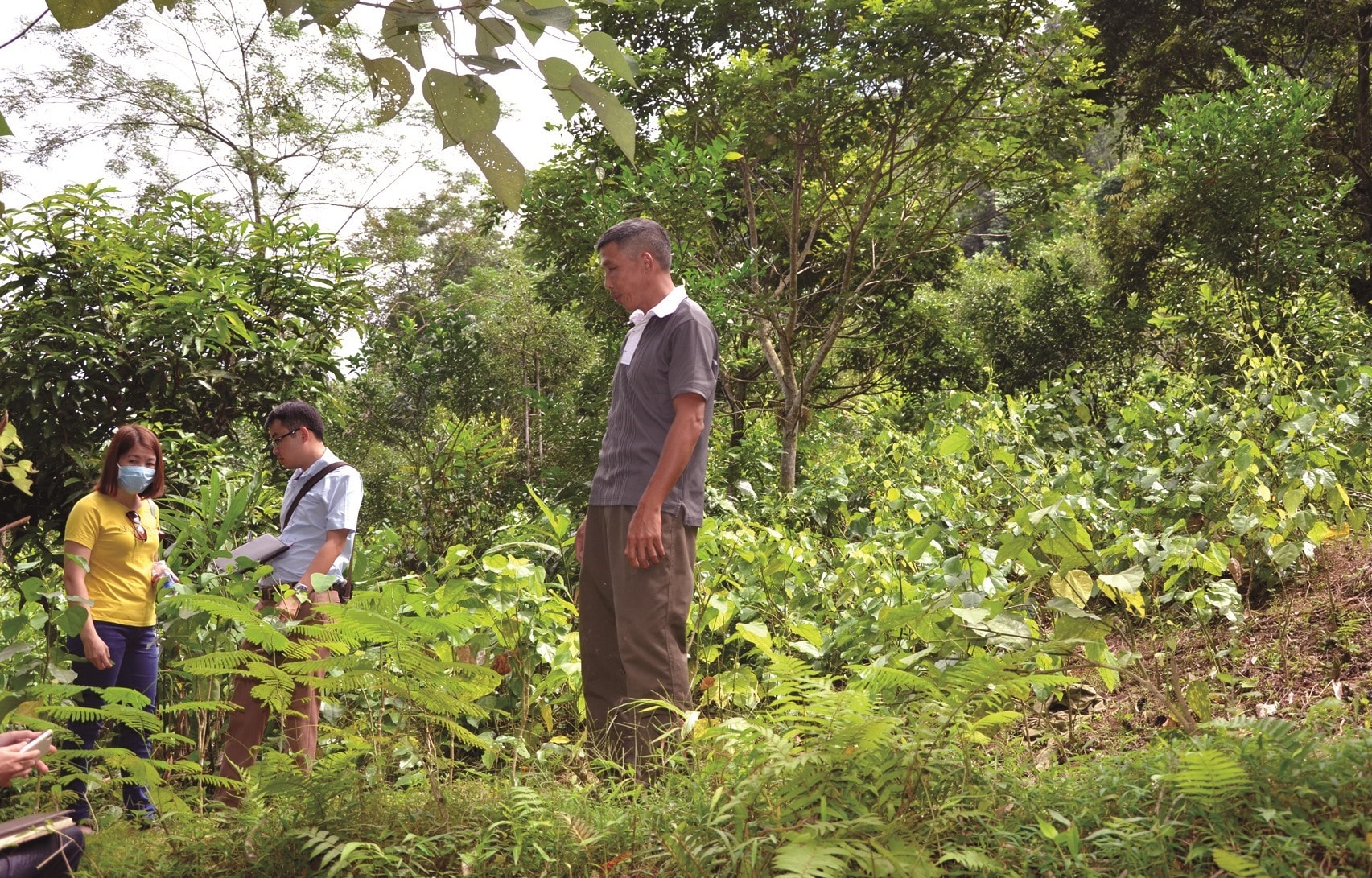 A forest garden in Quang Nam