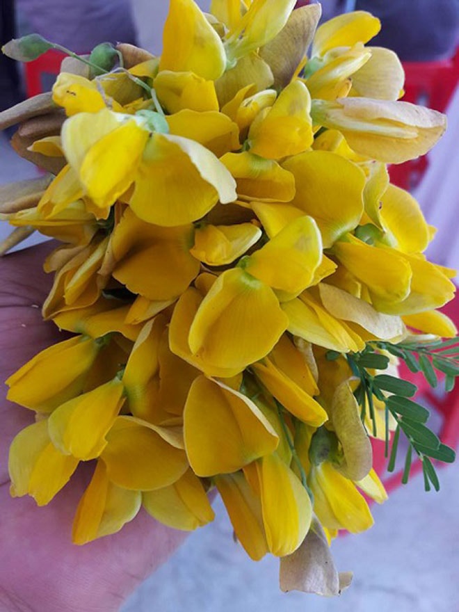 Điên điển thường có ở các đầm lầy, ruộng nước. Ảnh: VOV.VN
