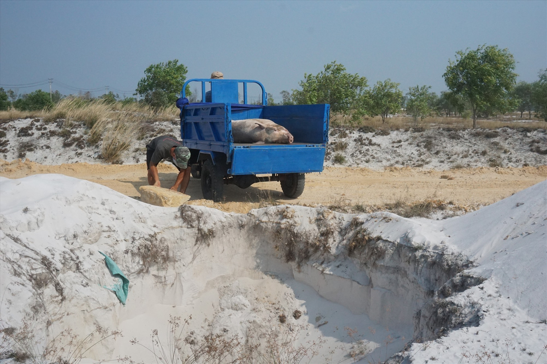 Việc tiêu hủy heo bị dịch tả lợn châu Phi ở xã Bình Giang được thực hiện chặt chẽ, đảm bảo.