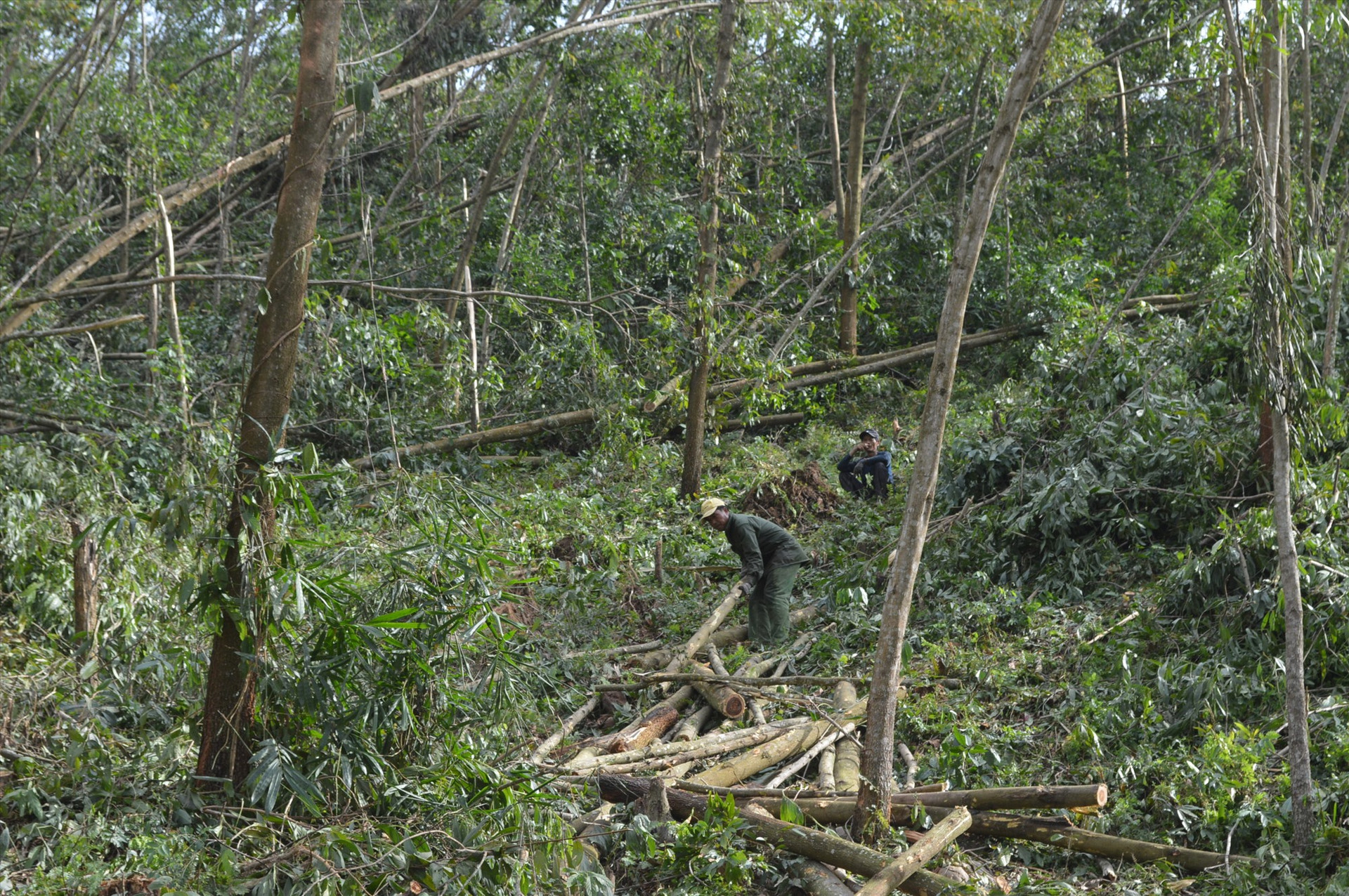 Nông dân gặp khó khăn khi nhiều rừng keo bị ngã đổ do bão số 9. Ảnh: NHAN KHANG