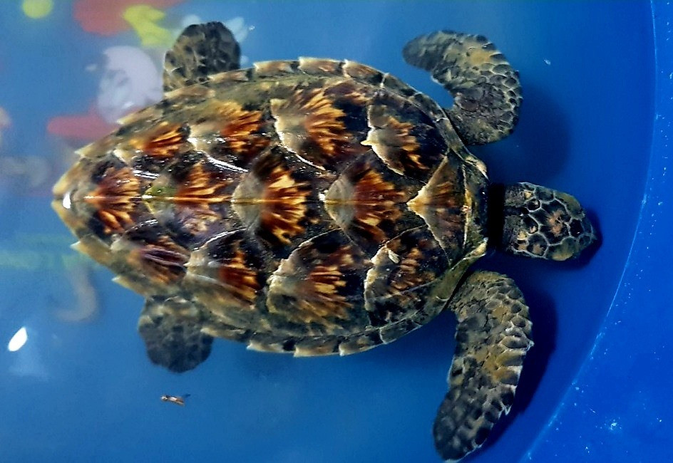 Cá thể rùa được thả về biển.Ảnh: B.P