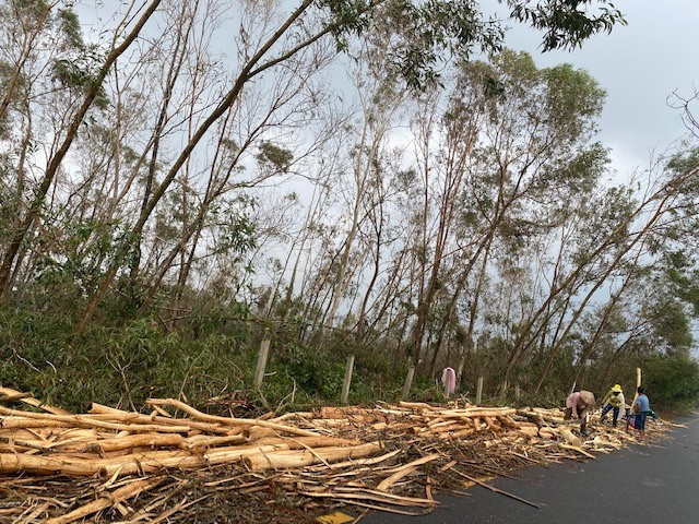 Người dân thôn Phú Bình, xã Tam Phú (Tam Kỳ) bán tháo rừng keo trồng bị đổ gãy do bão số 9. Ảnh: H.P
