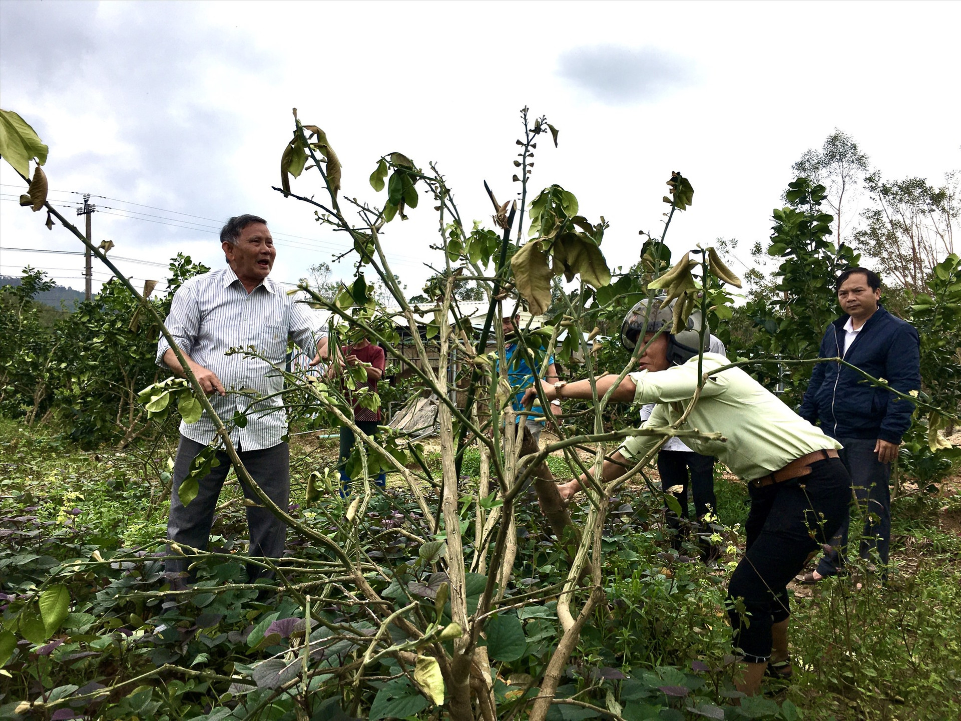 Nhân dân giúp nhau khắc phục vườn cây ăn quả tại thôn Phú Gia 1 (xã Ninh Phước, huyện Nông Sơn) trong ngày hội “Toàn dân đoàn kết ra quân khắc phục hậu quả sau bão số 9”.